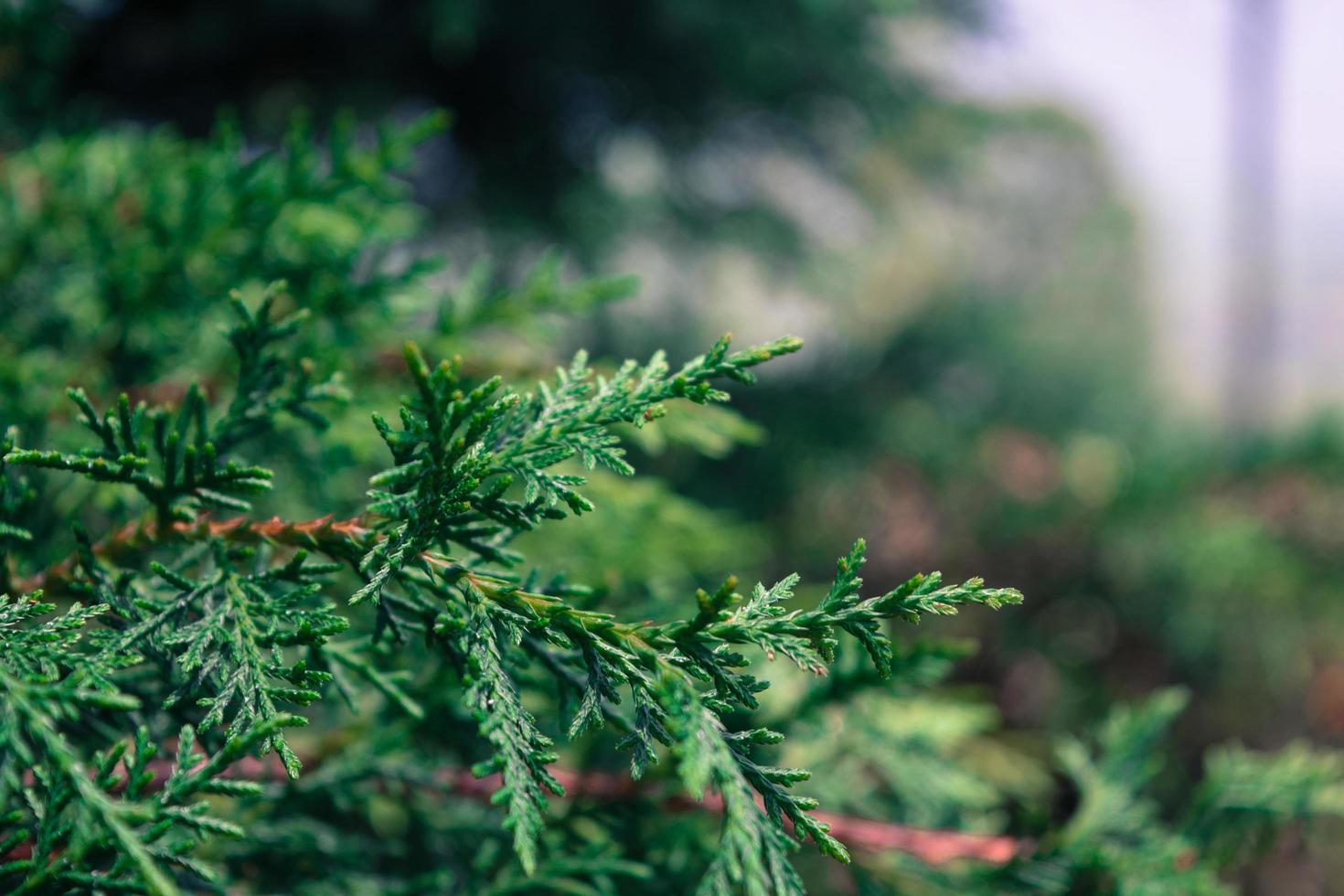 Cyprus tree leaves photo