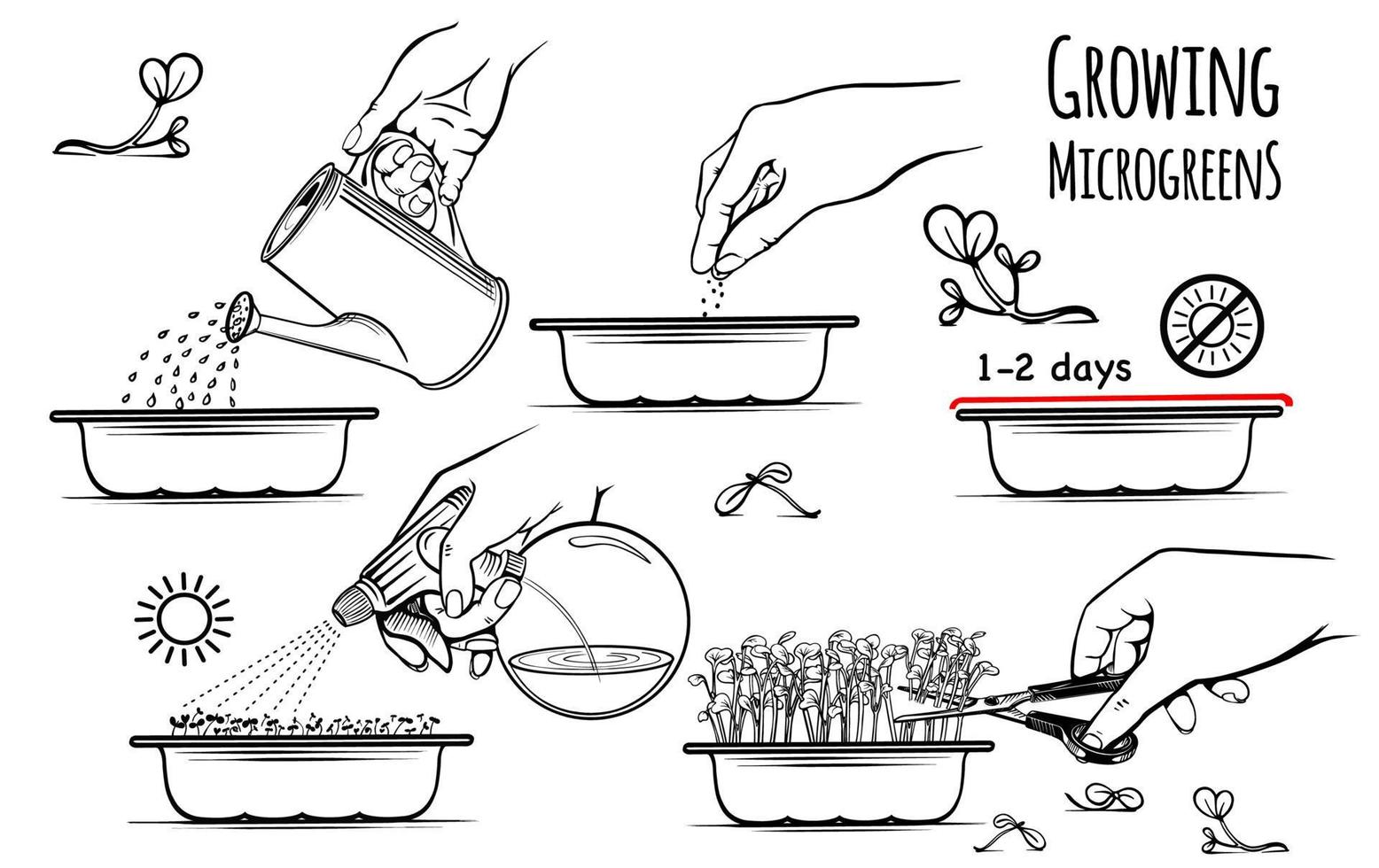 instrucciones para sembrar microgreens durante todo el año, en casa. siembra, riego, hidratación, corte en los dibujos. ilustración sectch dibujada a mano. aislado sobre fondo blanco. vector. vector