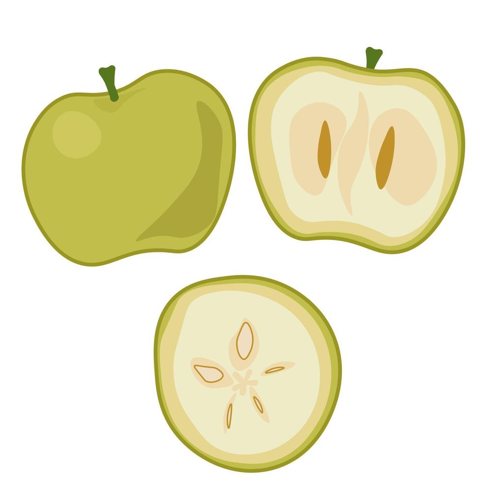 white sapote whole and cut fruit, juicy fruit with a few seeds vector