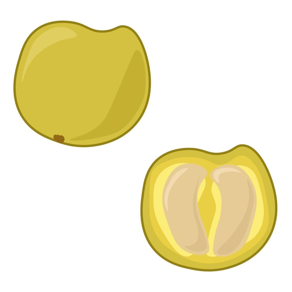fruto de araza entero y medio, fruto amarillo parecido a una manzana con semillas grandes vector