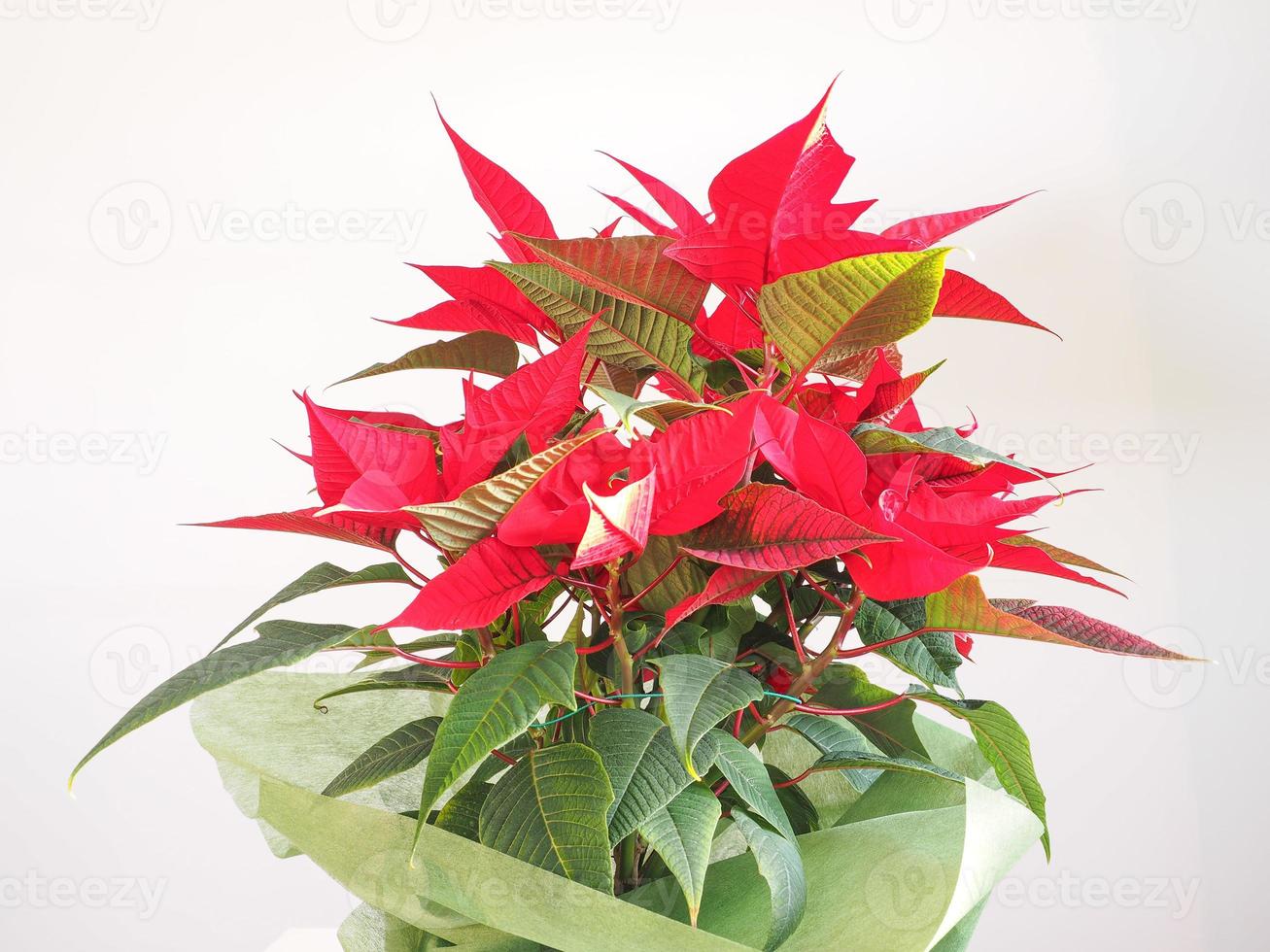 poinsettia estrella de navidad foto