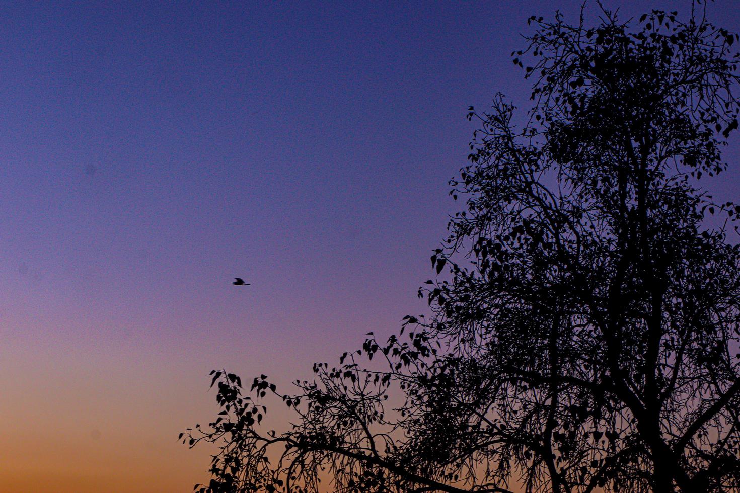 vista del atardecer o del amanecer detrás de la hoja verde foto