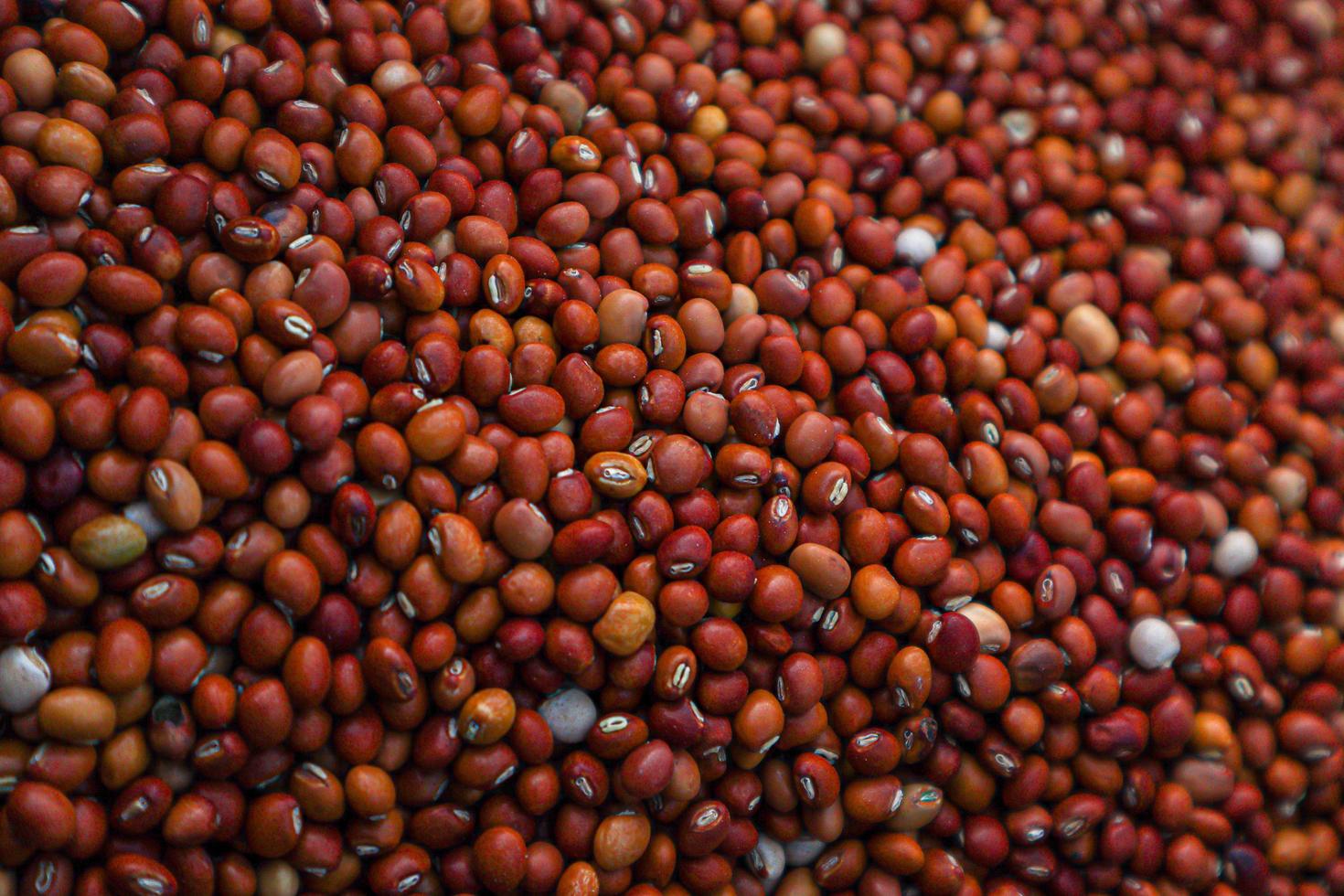 Indian Beans mung dal closeup. photo