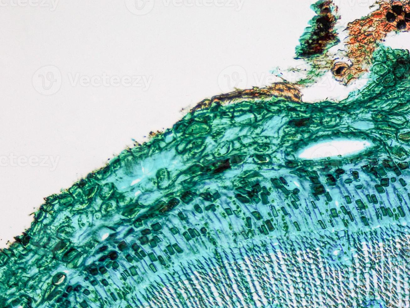 Pine Wood micrograph photo