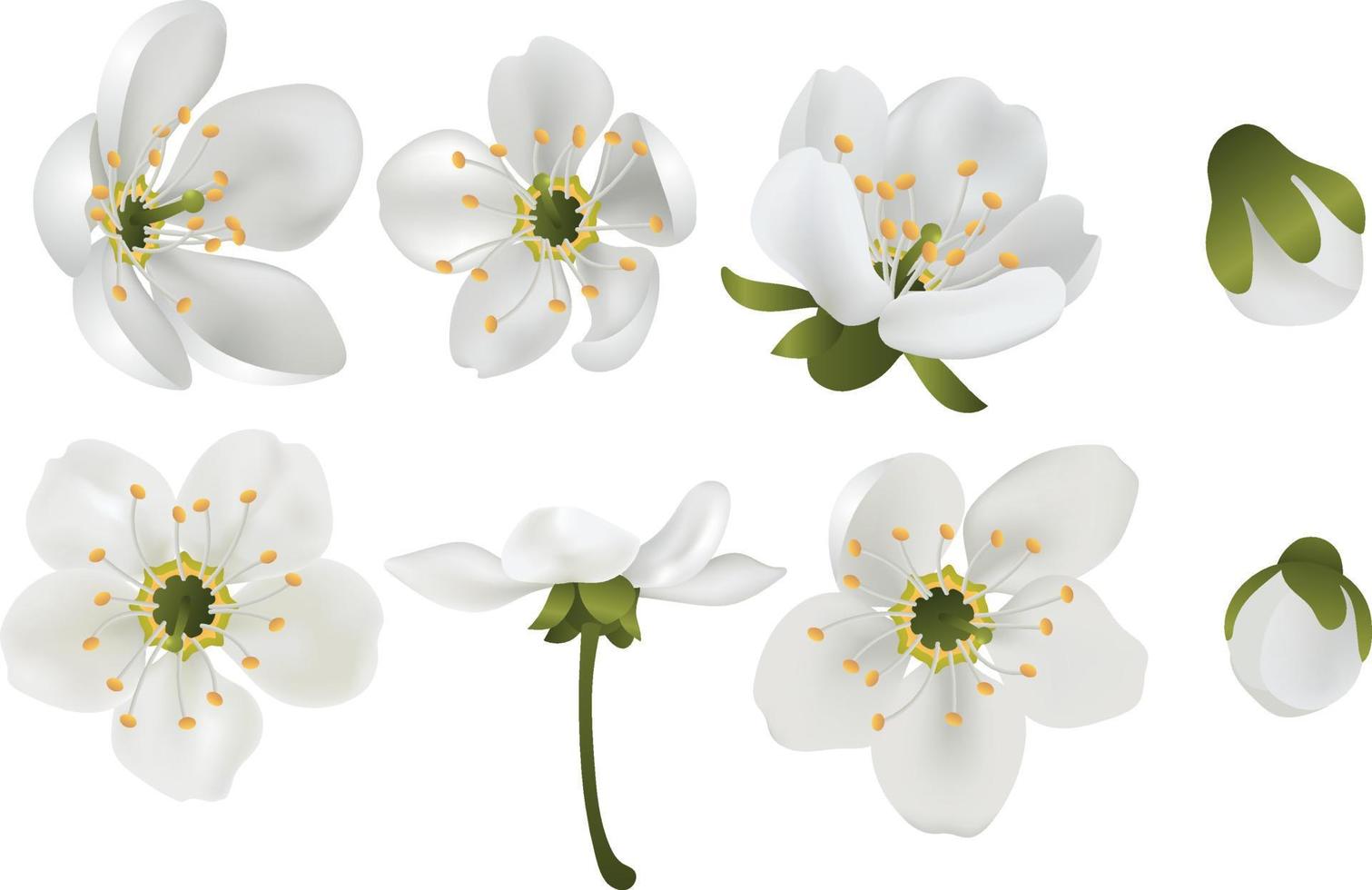 Realistic white cherry blossom Spring blooming flowers, petals vector set for your own design.