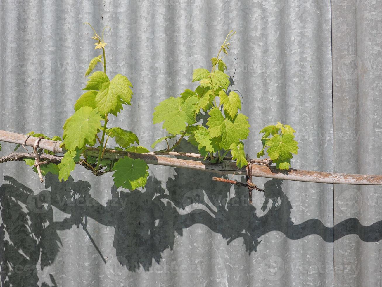 vitis Grapevine plant photo