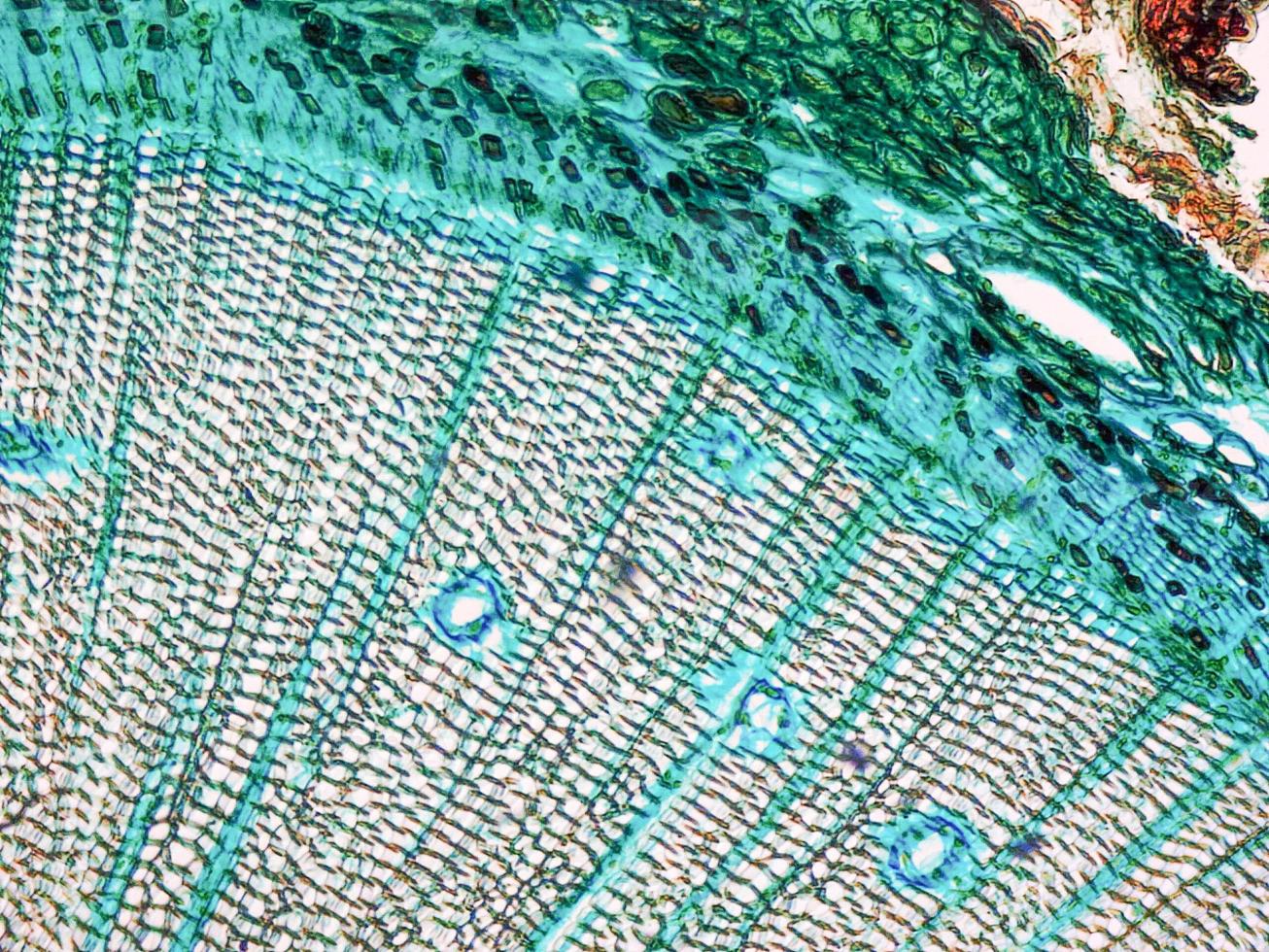 Pine Wood Micrograph 5565801 Stock Photo At Vecteezy Pine Wood Micrograph 5565801 Stock Photo At Vecteezy