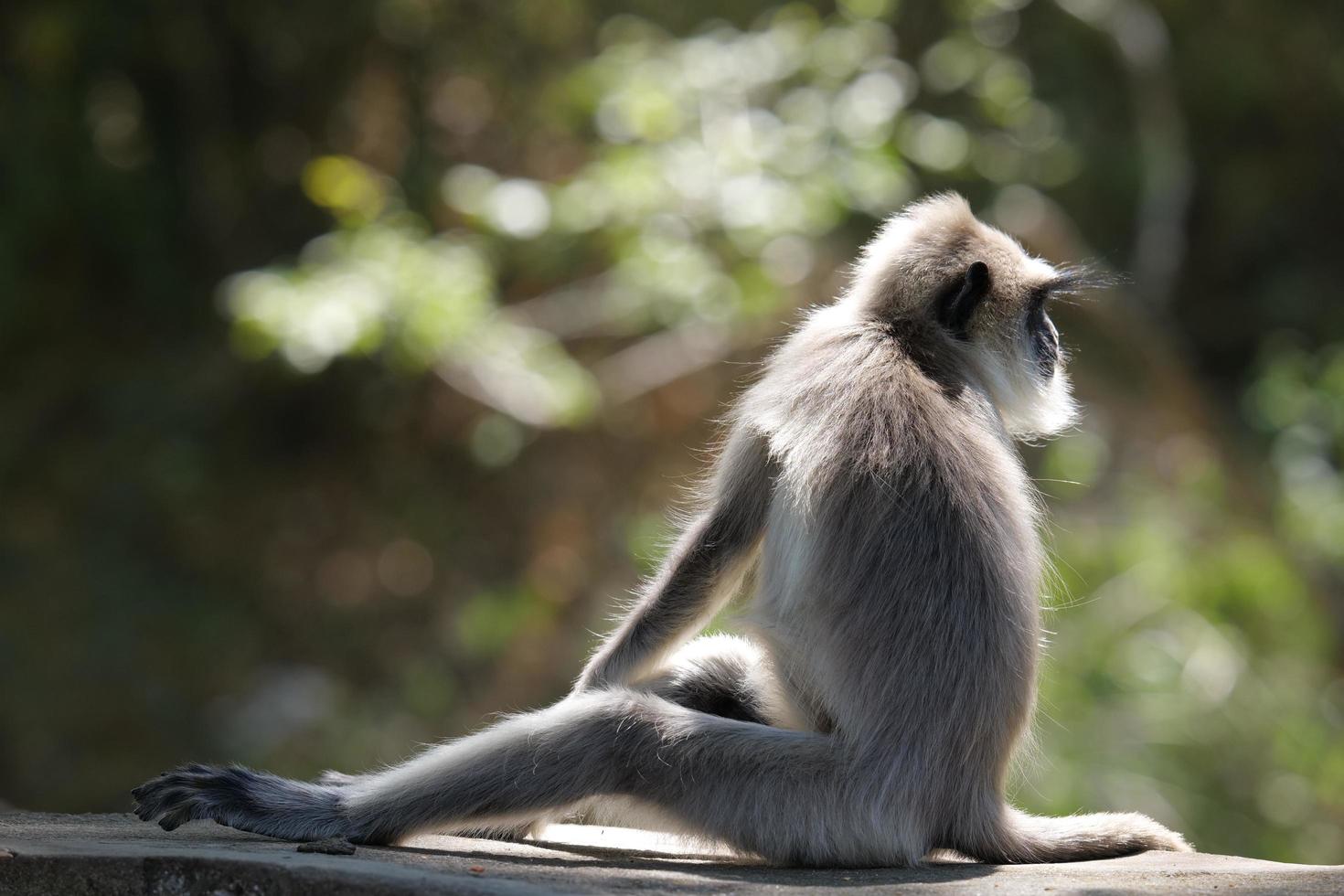 Wild Animals in the Forest photo