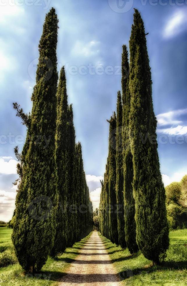 Cypress alley in Villa Adriana, Tivoli, Italy photo