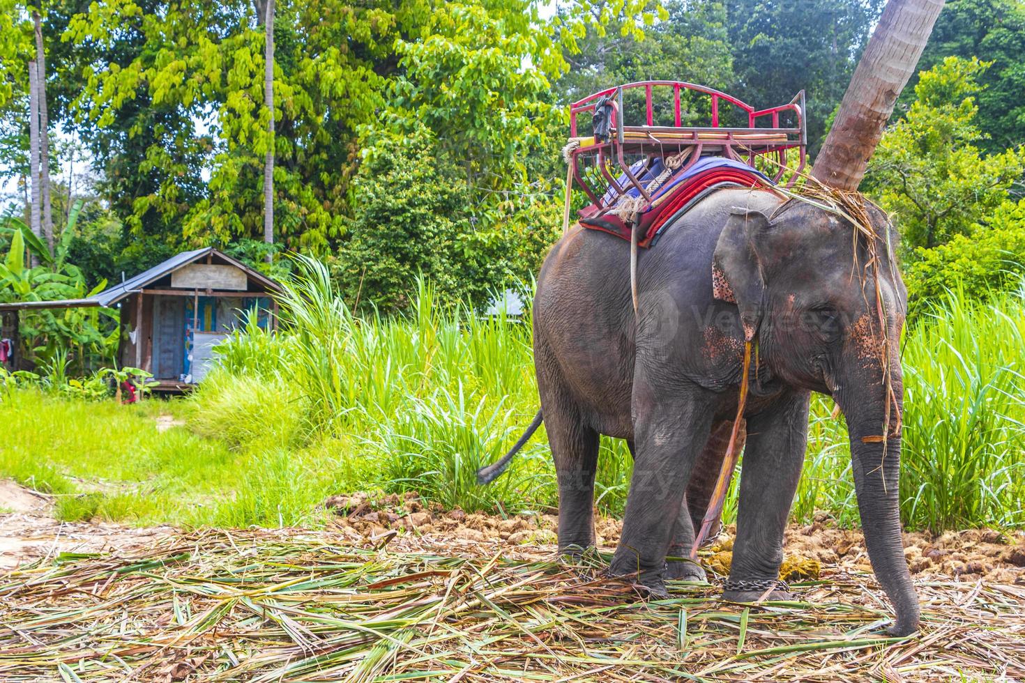 elefantes asiáticos para montar en el parque de la selva tropical koh samui tailandia. foto