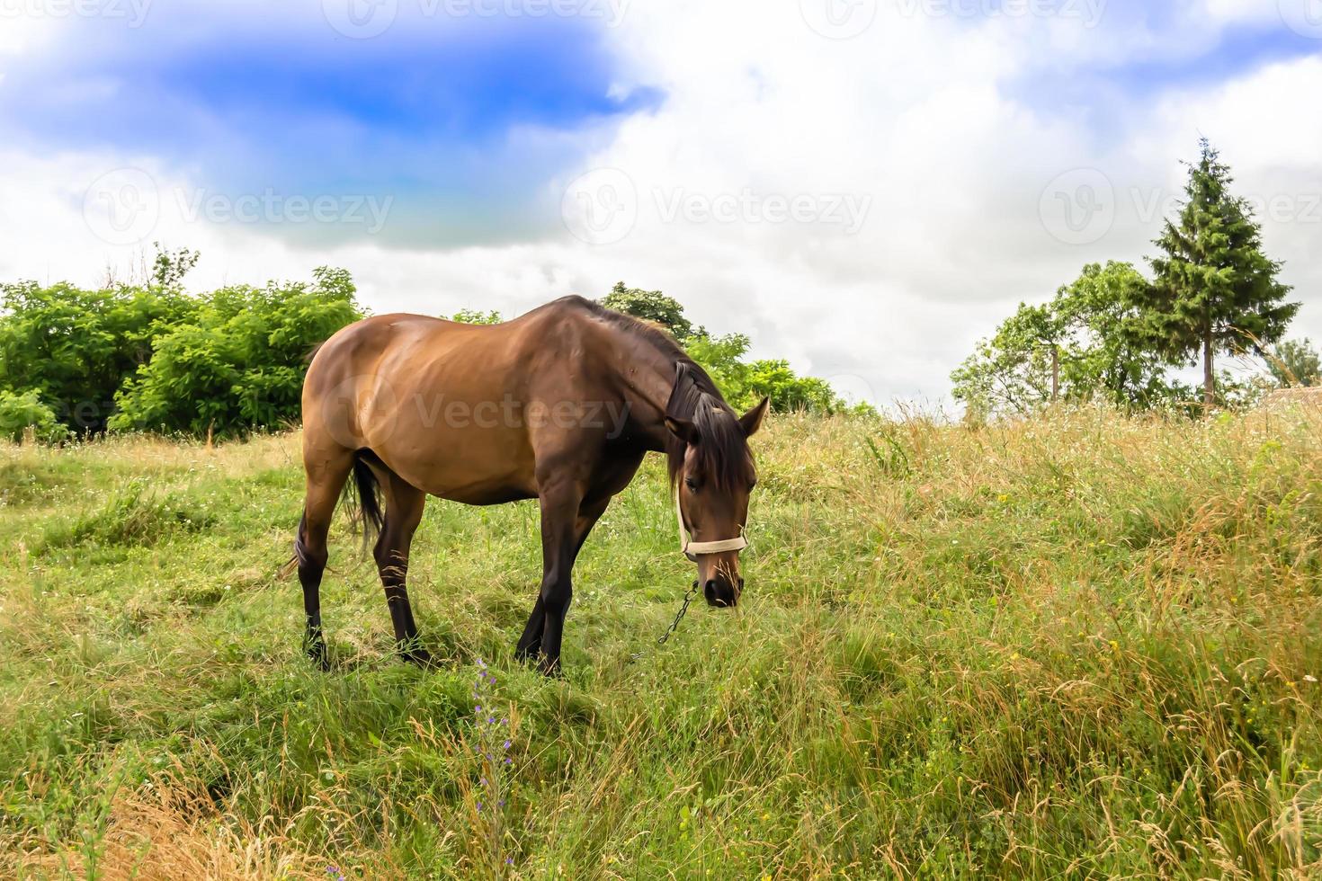 Beautiful wild brown horse stallion on summer flower meadow photo