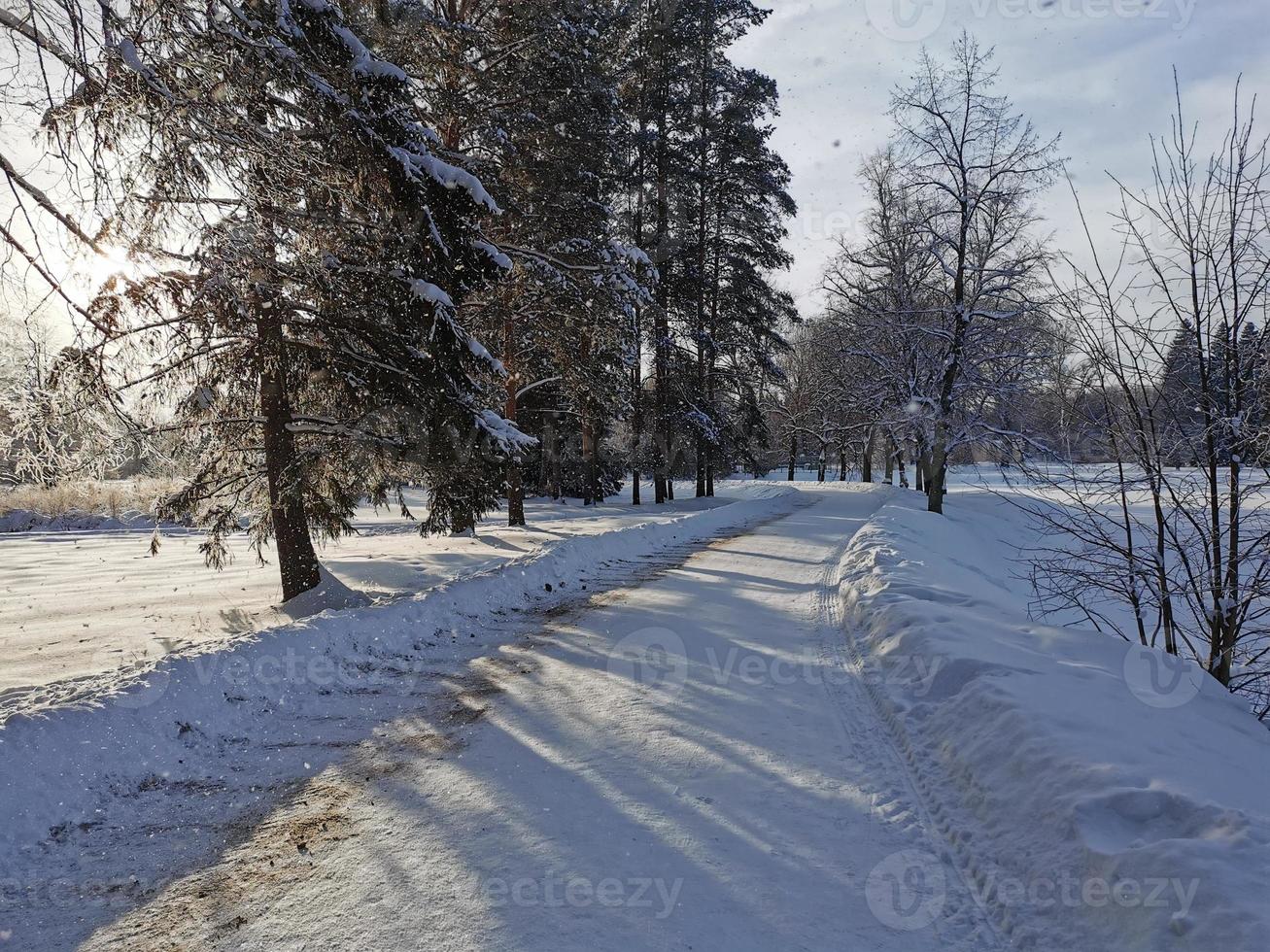 invierno en el parque pavlovsky nieve blanca y árboles fríos foto