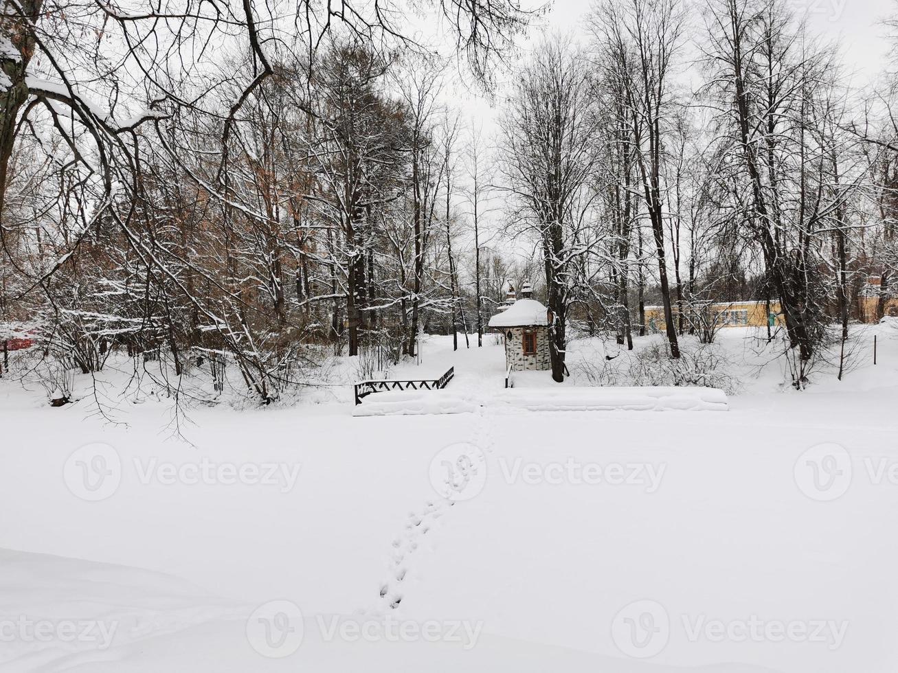 invierno en el parque pavlovsky nieve blanca y árboles fríos foto