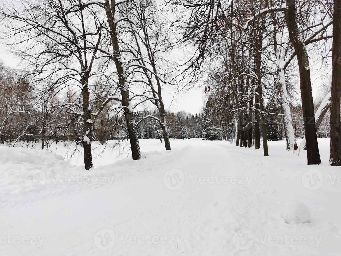Winter in Pavlovsky Park white snow and cold trees photo