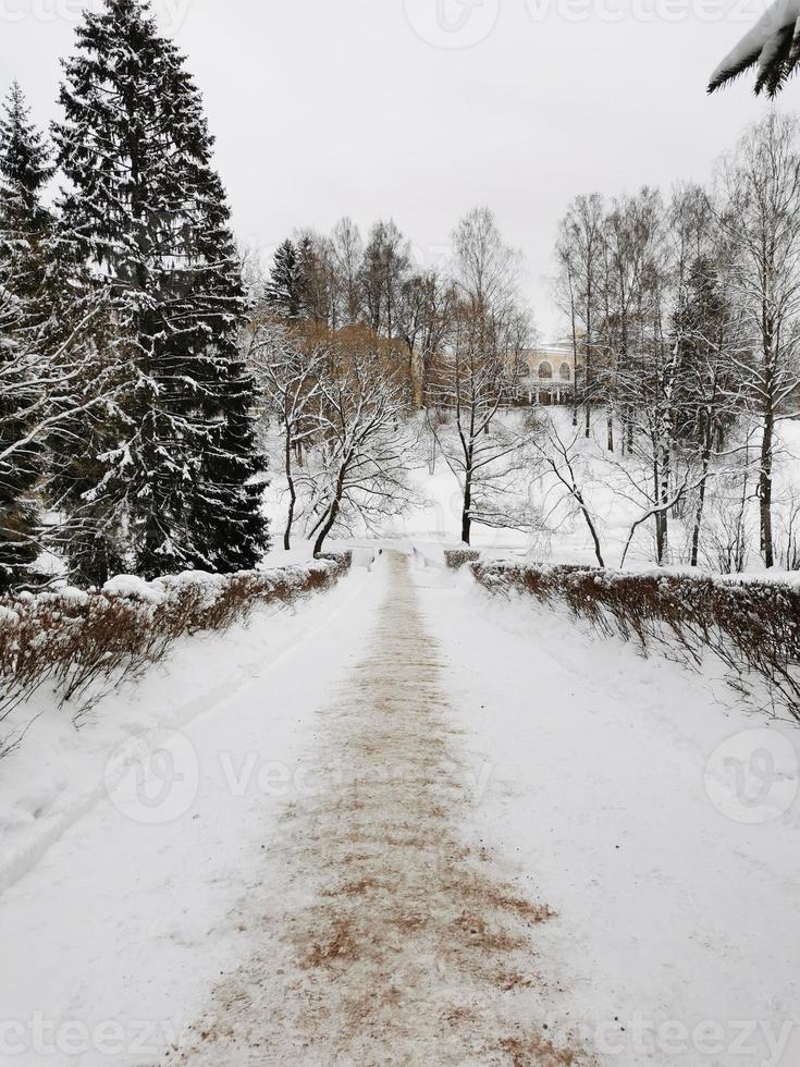 invierno en el parque pavlovsky nieve blanca y árboles fríos foto