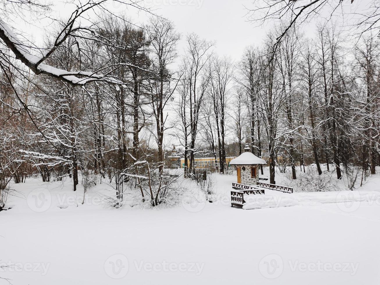 Winter in Pavlovsky Park white snow and cold trees photo