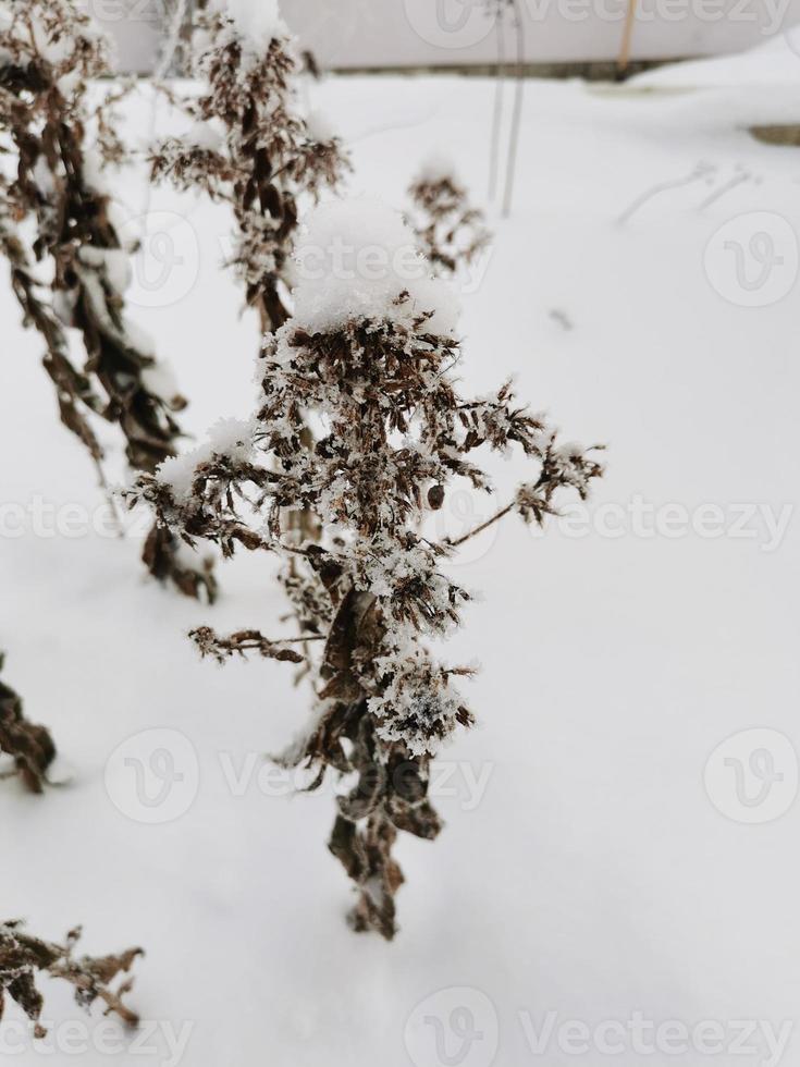 branches in frost cold winter day in January photo