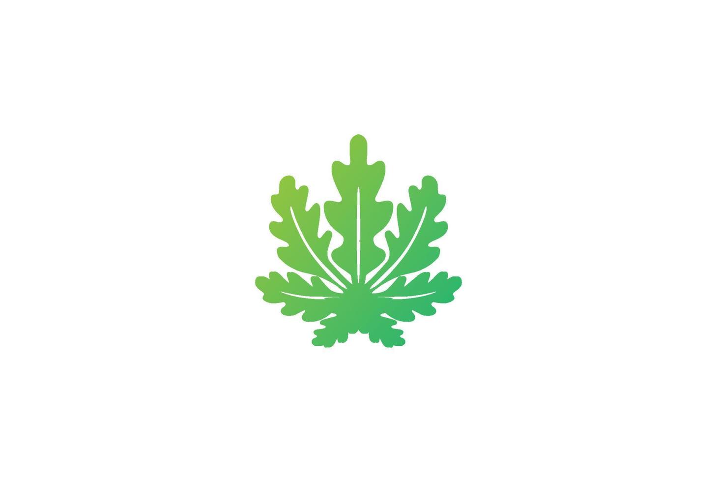 Modern Oak or Papaya Cannabis Leaf for Herbal Nature Garden Logo Design Vector