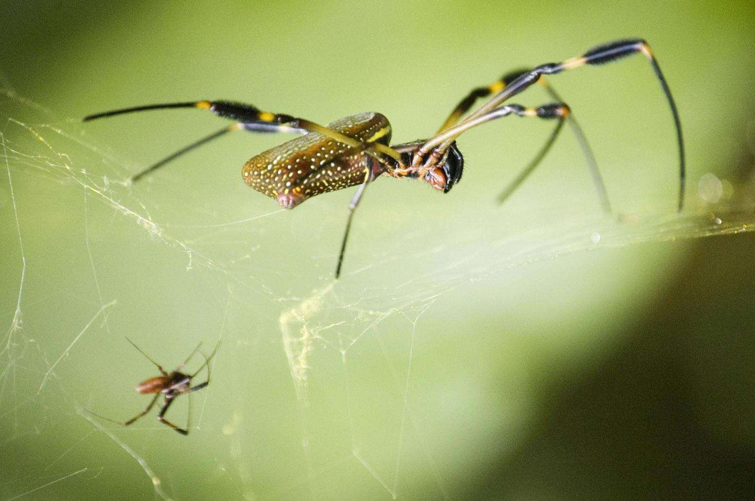 Close up of a black and yellow spider weaving its web. Small spider next to it. Green background. Costa Rica photo