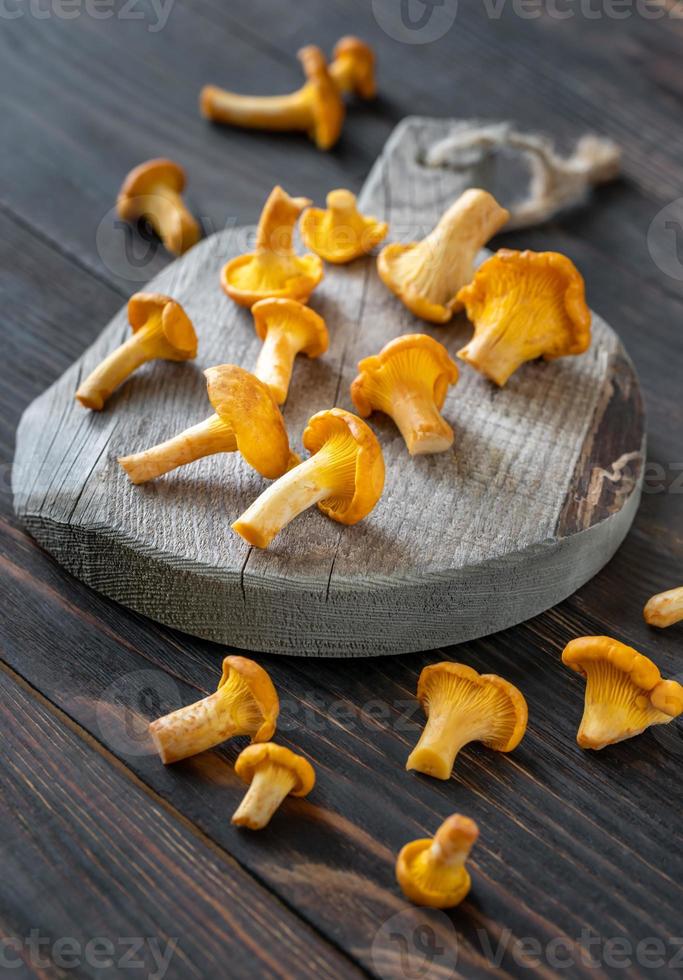 Fresh chanterelles closeup photo