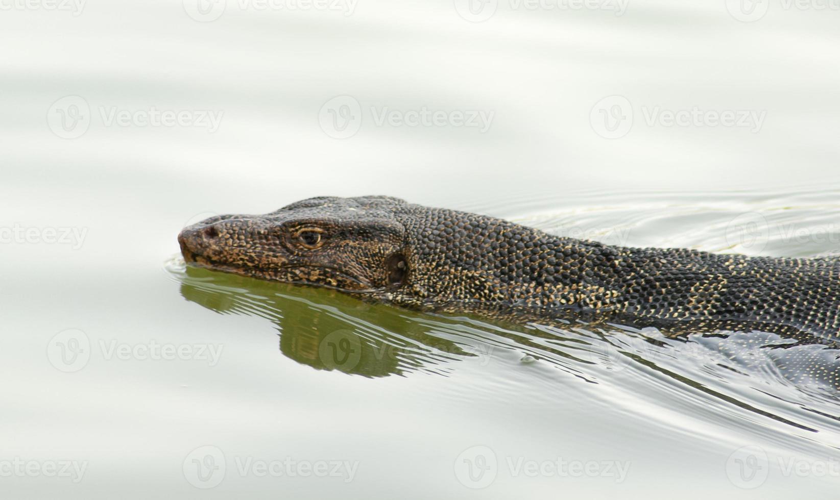 Varanus in water in summer day. photo