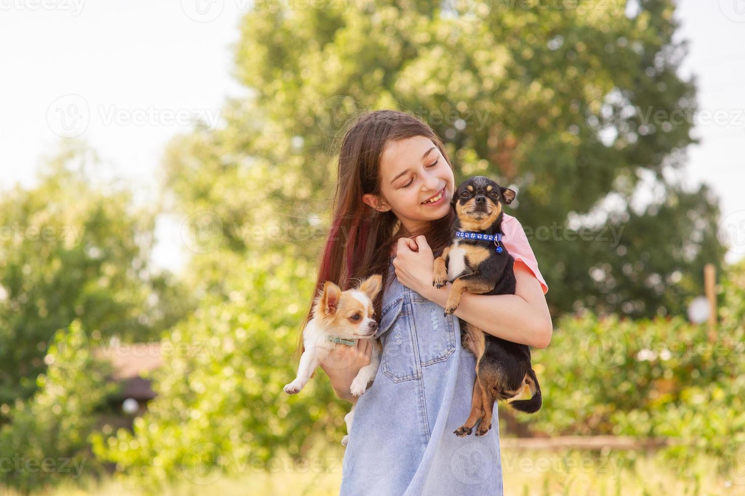 Two small Chihuahua dogs in the arms of a girl. White and black dog. Animals. photo