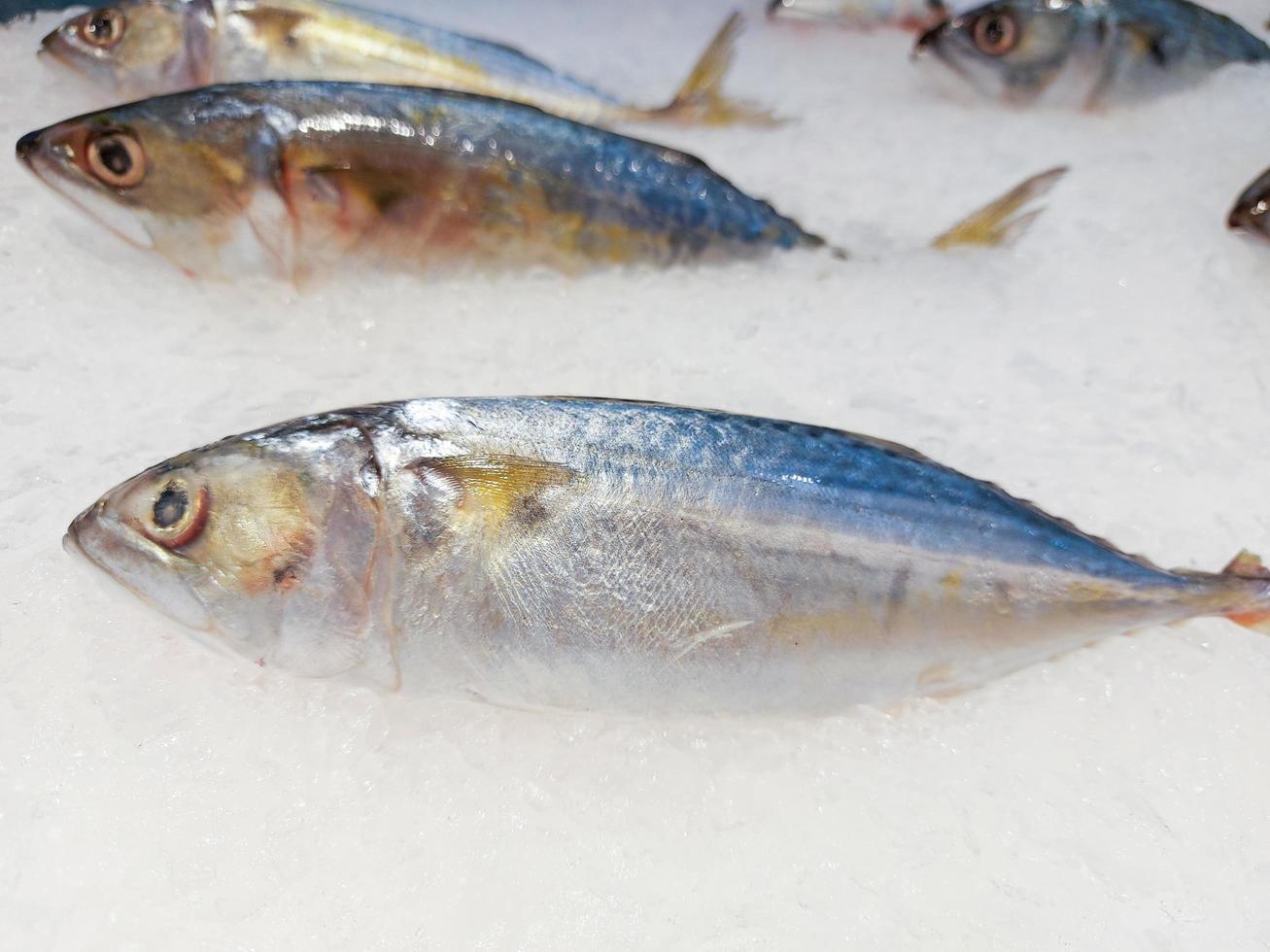 Fish on ice in the market, Fresh raw mackerel fish. photo