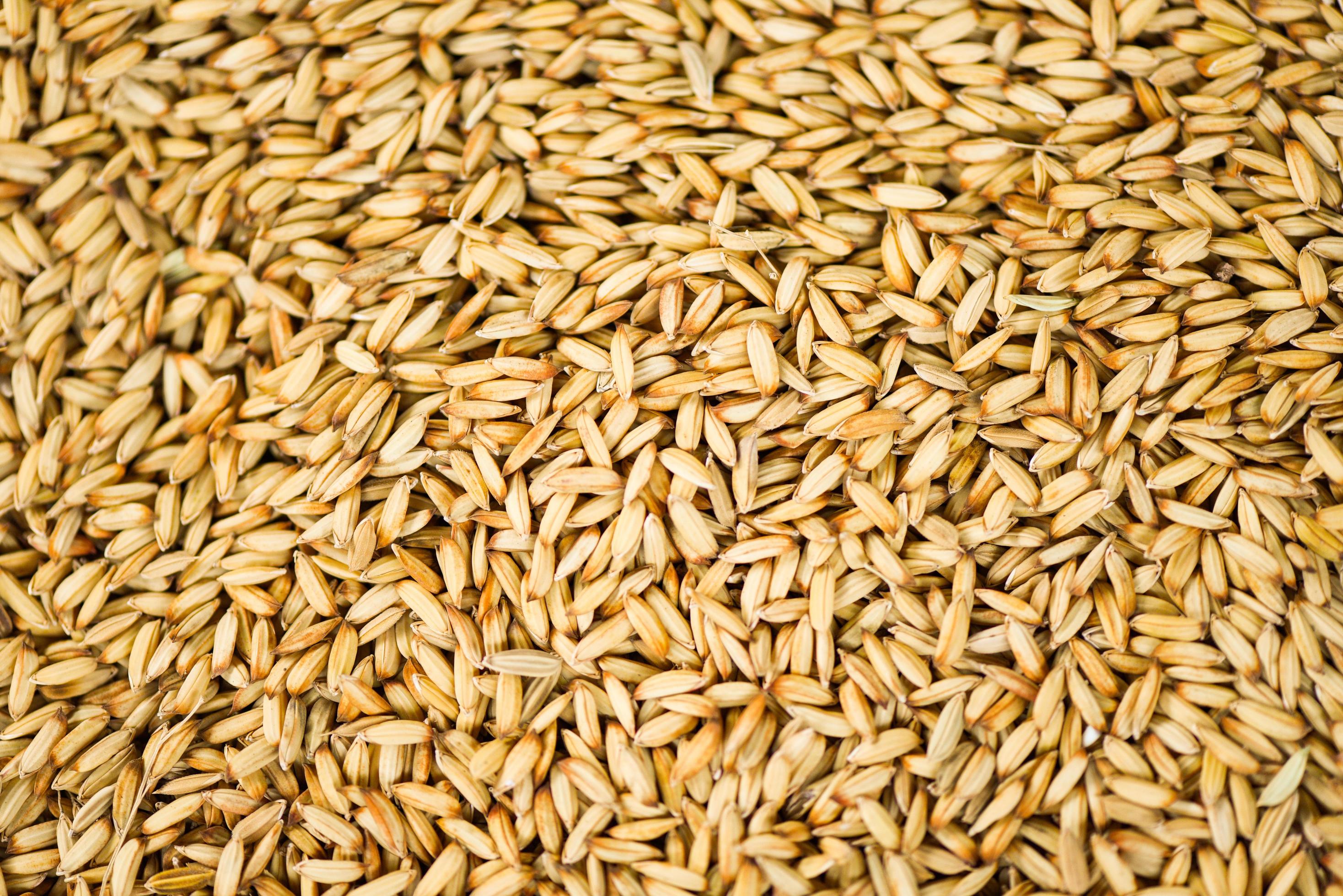 Fondo de textura de arroz con cáscara, arroz de semilla seca, productos