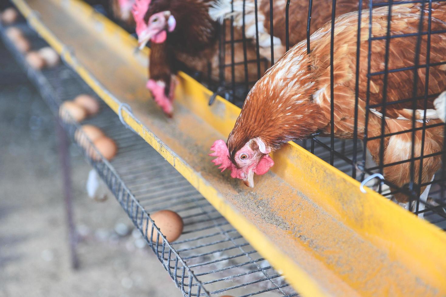 Hen in cage agriculture on indoors chicken farm product and fresh egg photo