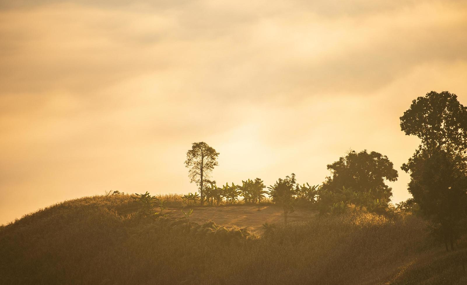 bosque de paisaje brumoso en la mañana fondo de montaña de cubierta de niebla de amanecer hermoso en invierno de campo. foto