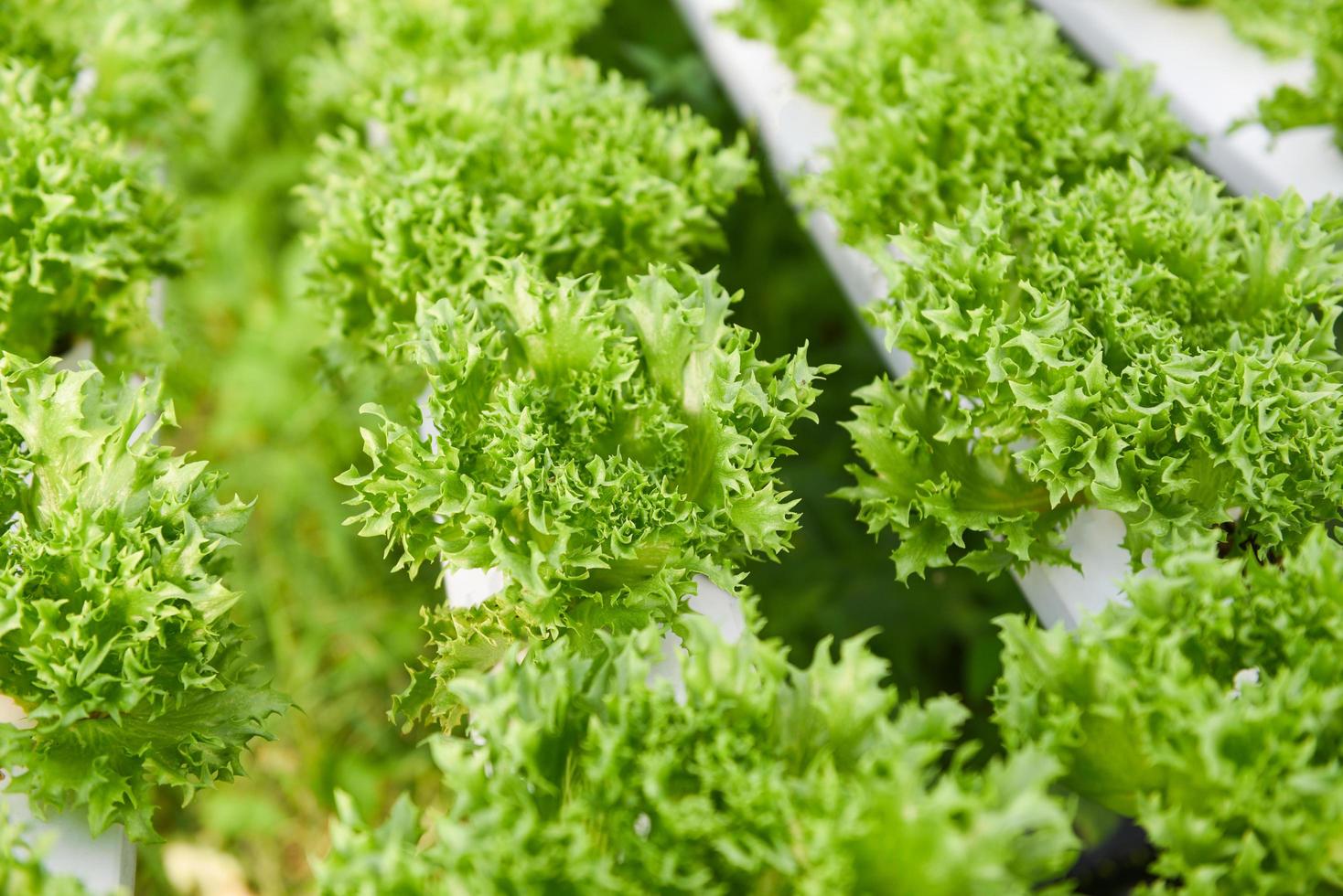 Hydroponic lettuce growing in garden hydroponic farm lettuce salad organic for health food, Greenhouse vegetable on water pipe with green coral lettuce. photo