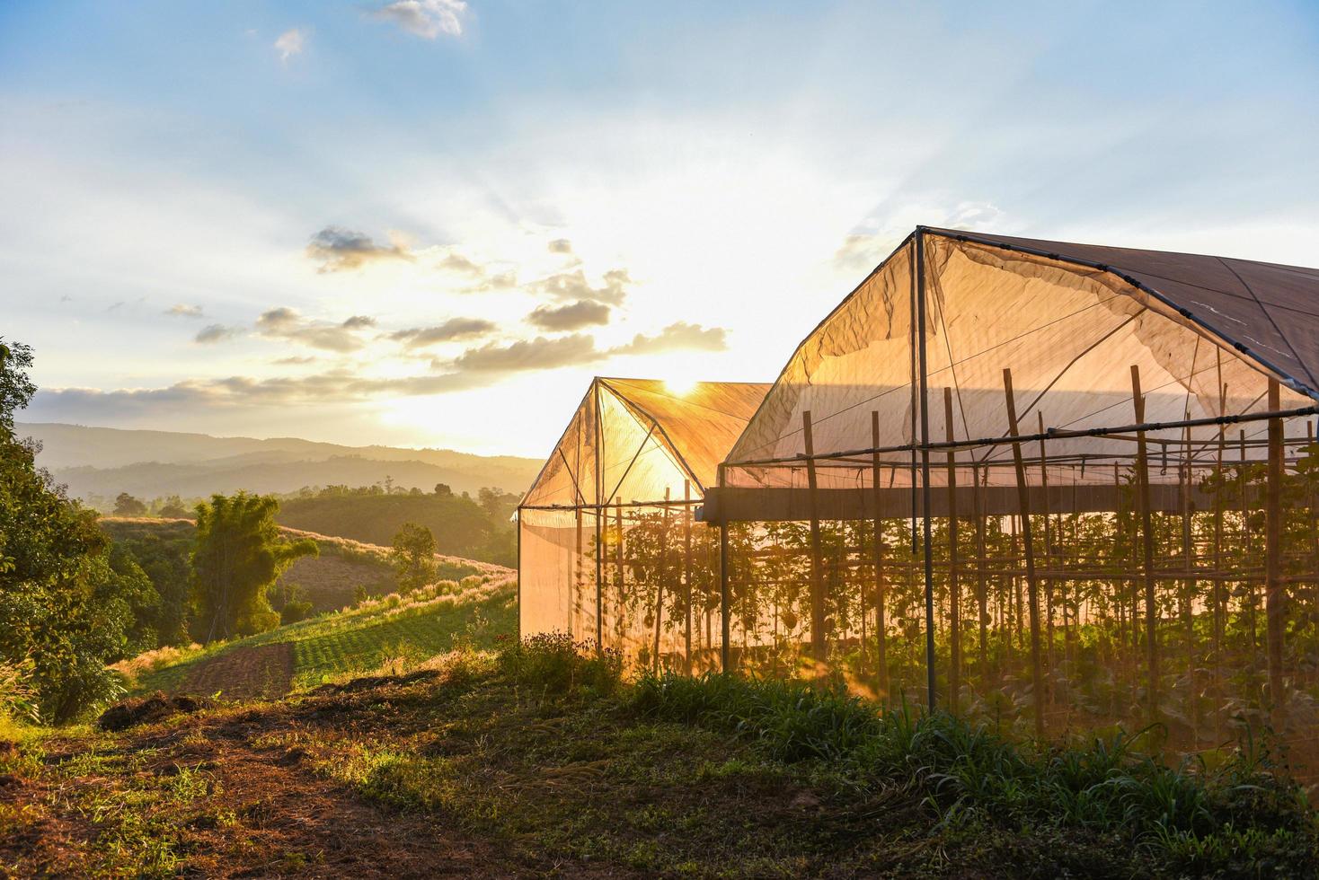Greenhouse vegetable plants and fruit growing agricultural products roofs  farming with sunset at countryside. photo