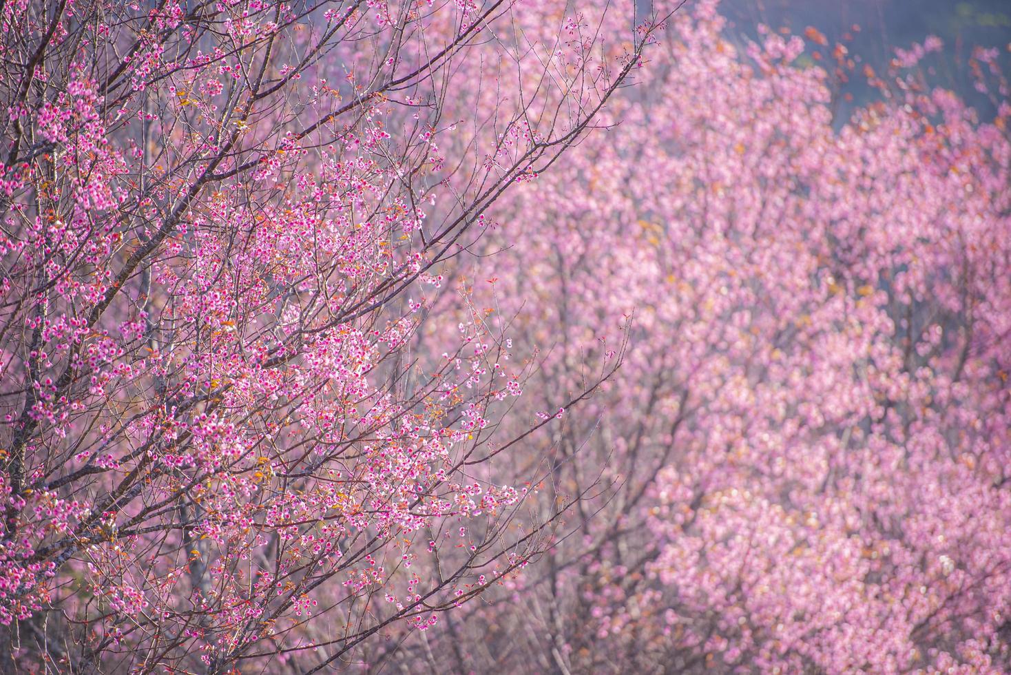 Wild Himalayan Cherry Blossom, beautiful pink sakura flower at winter landscape. photo