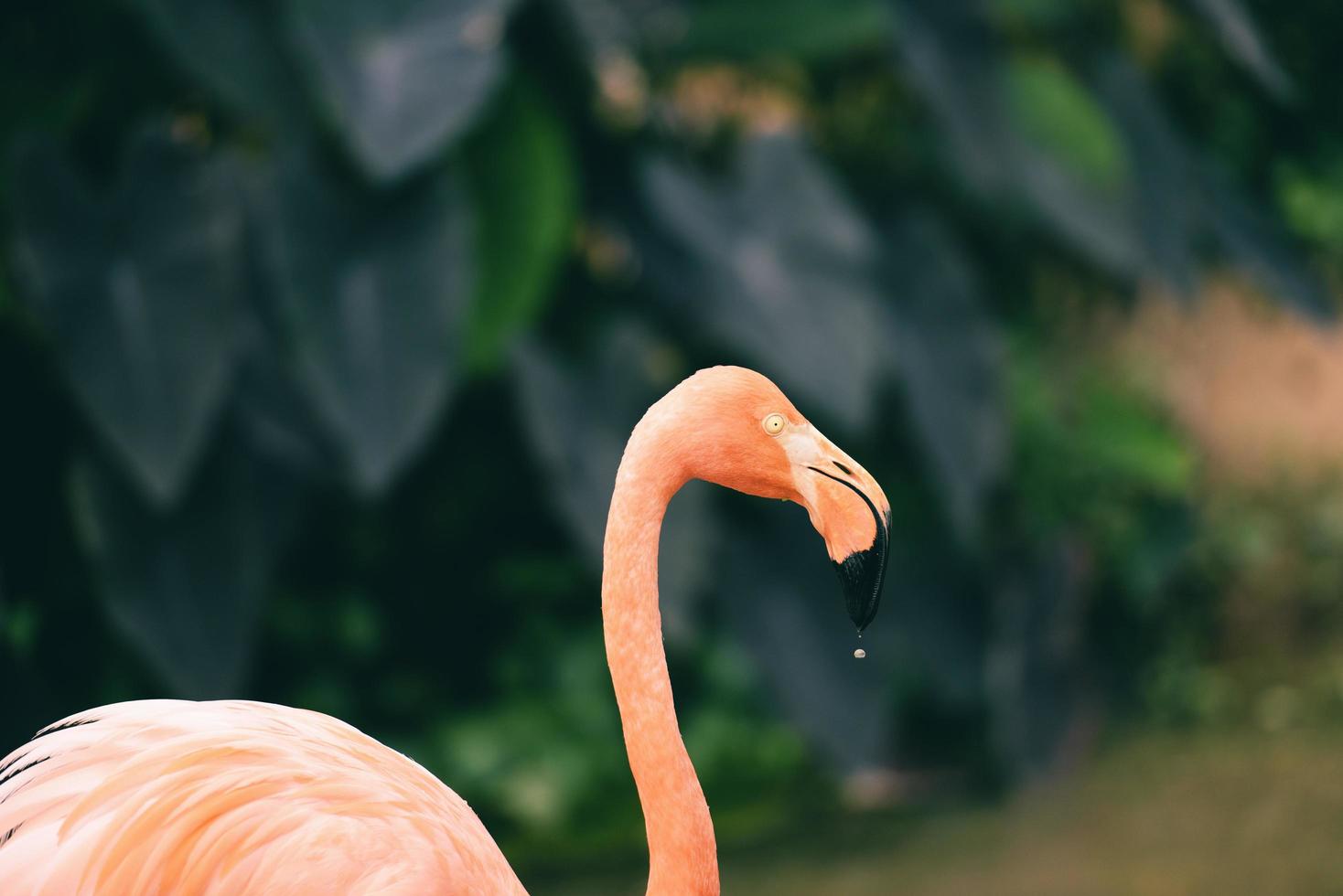 Beautiful bird flamingo orange on nature green tropical plant background - Caribbean flamingo photo