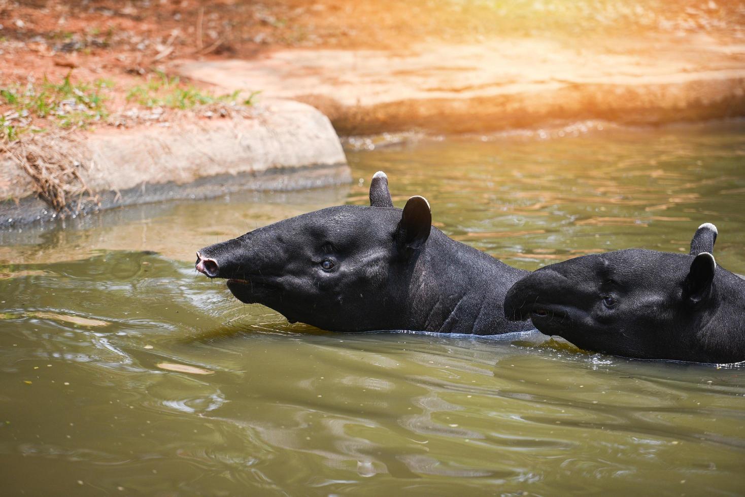 tapir swimming on the water in the wildlife sanctuary - Tapirus terrestris or Malayan Tapirus Indicus photo