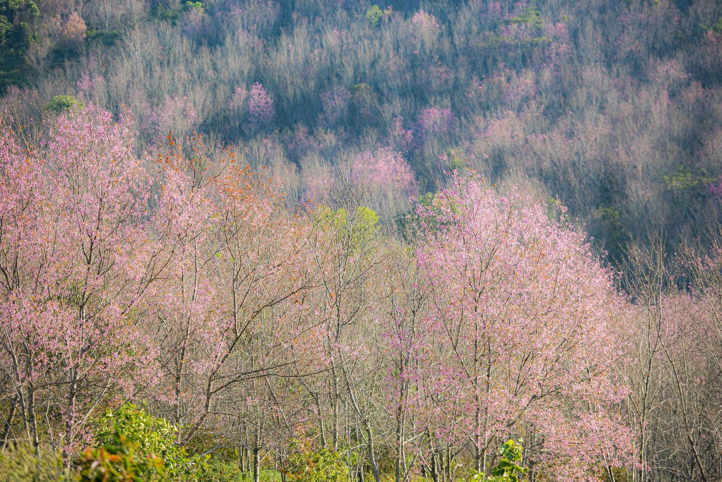 Wild Himalayan Cherry Blossom, beautiful pink sakura flower at winter landscape. photo
