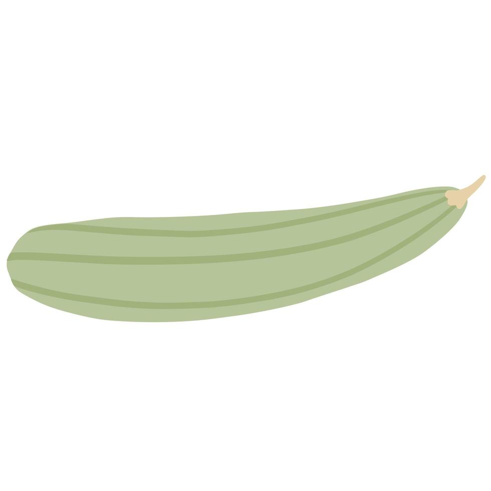 Zucchini isolated. Marrow vegetable. vector