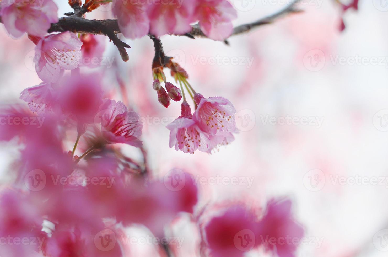 cereza salvaje del Himalaya con luces y bokeh. foto