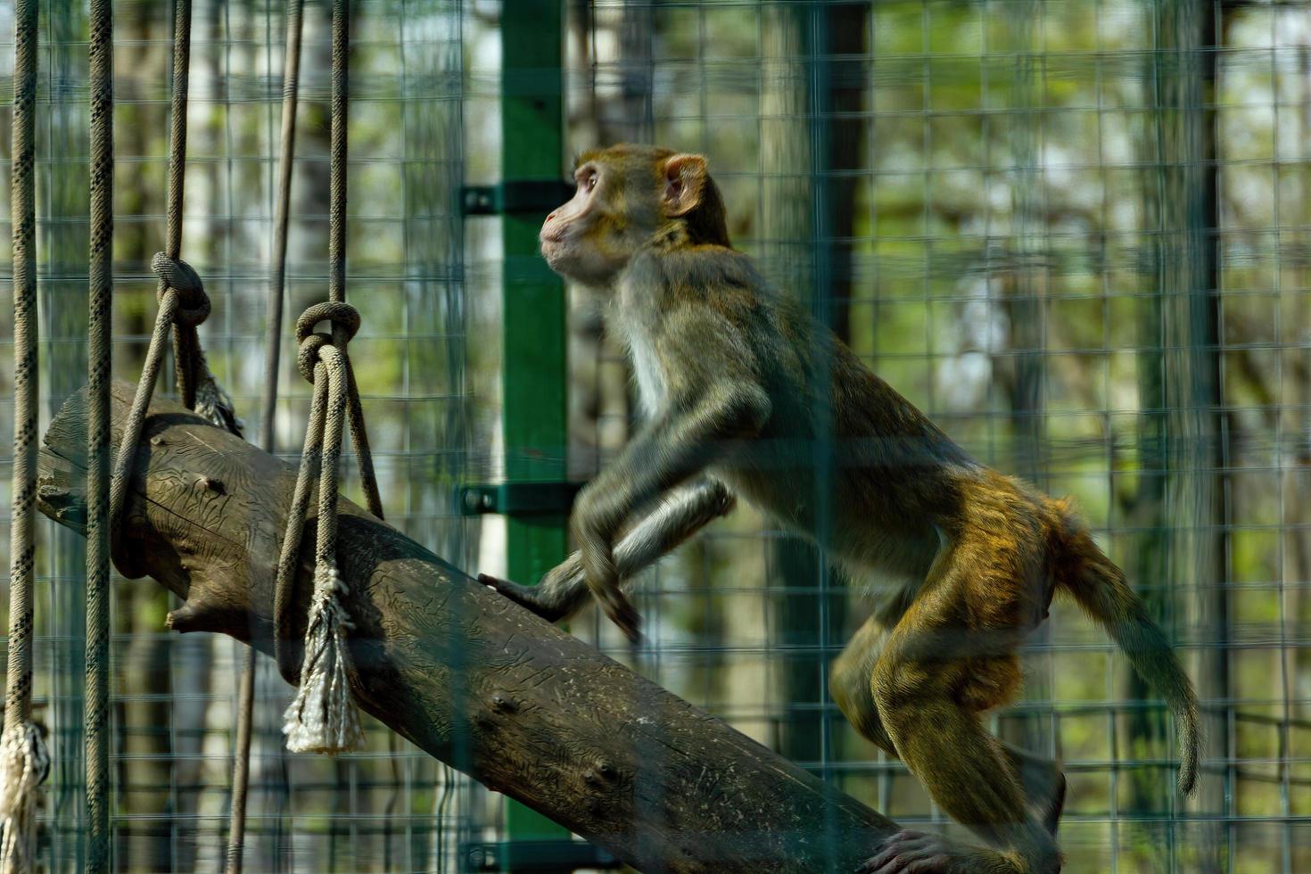 The concentrated gaze of a monkey in a zoo. photo