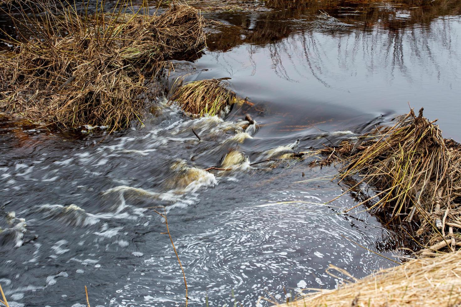 Spring stream in the forest photo
