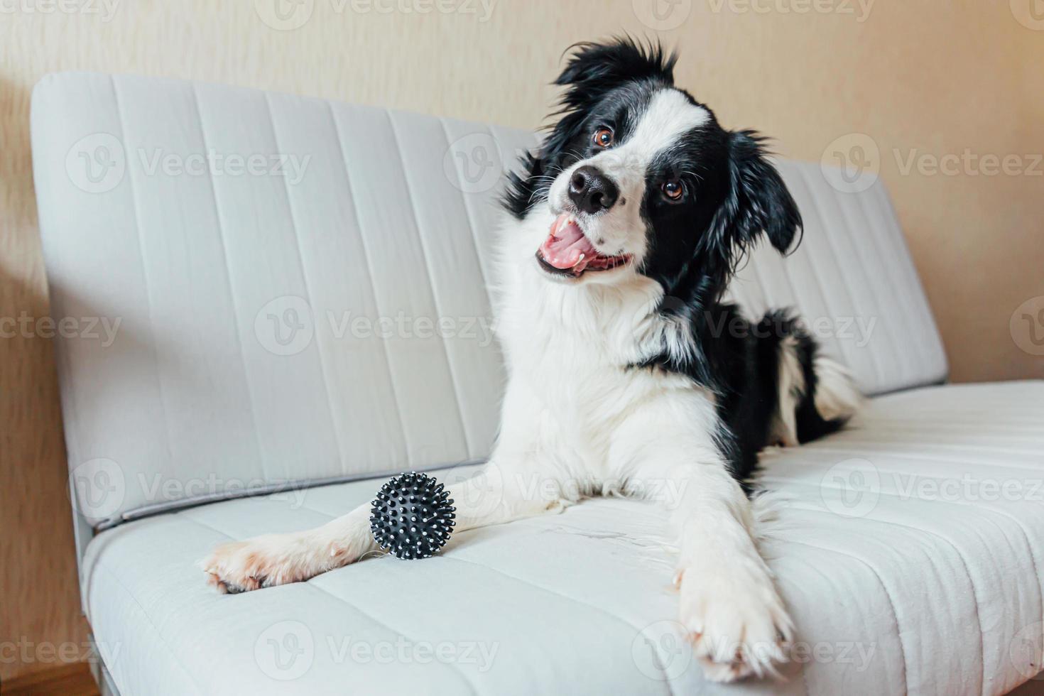 retrato divertido de un lindo cachorro sonriente border collie jugando con una pelota de juguete en el sofá en el interior. nuevo miembro encantador de la familia perrito en casa mirando y esperando. cuidado de mascotas y concepto de animales. foto