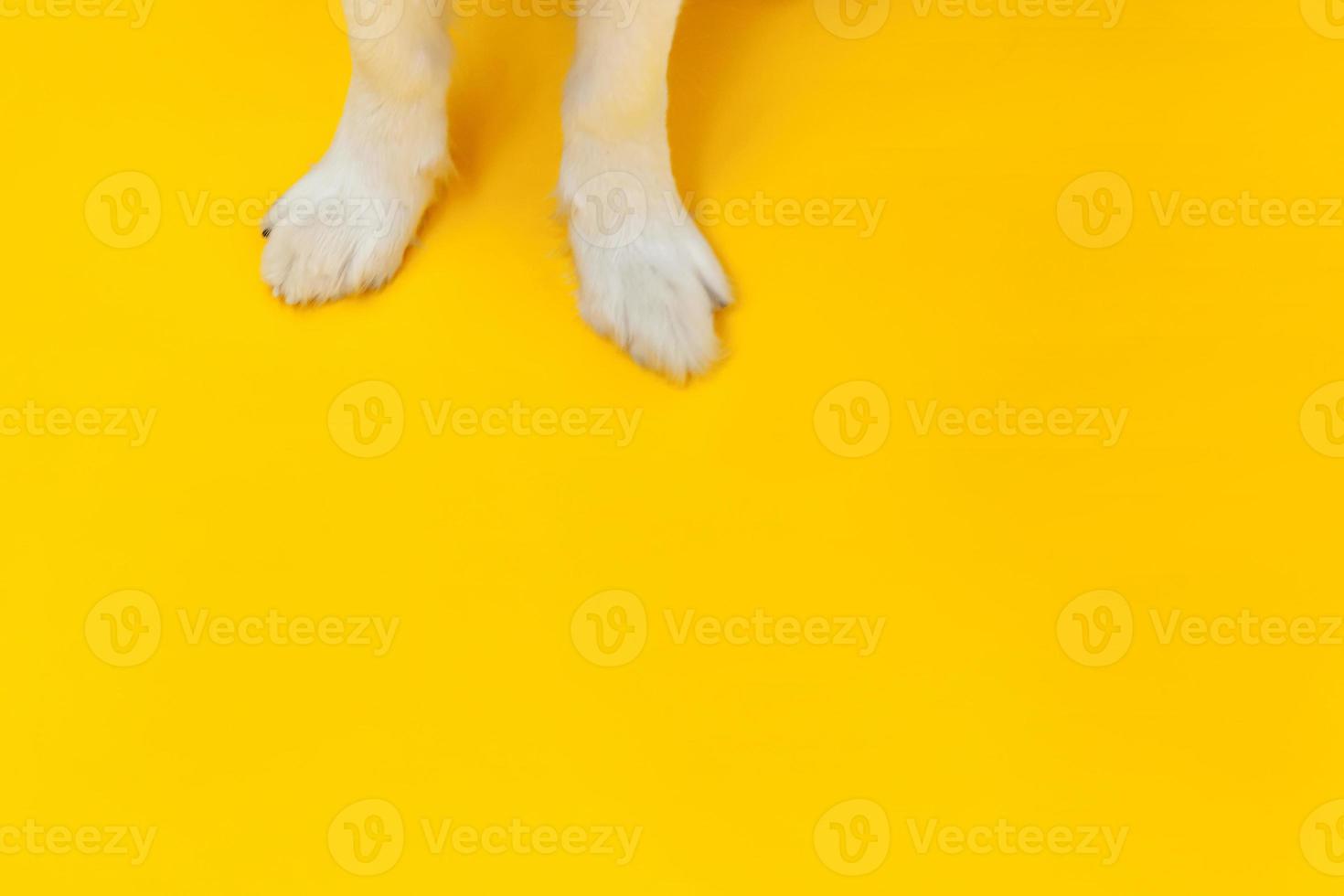 Funny puppy dog border collie paws close up isolated on yellow background. Pet care and animals concept. Dog foot leg overhead top view. Flat lay copy space place for text. photo