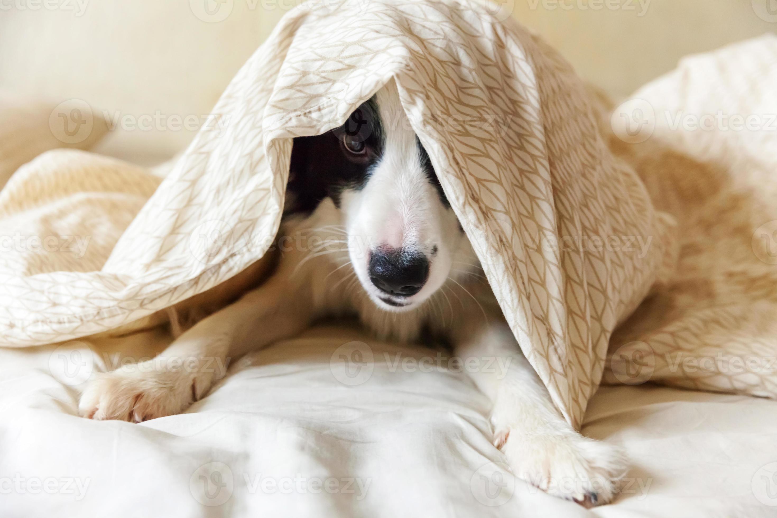 Portrait of cute smiling puppy dog border collie lay on pillow blanket in  bed. Do not disturb me let me sleep. Little dog at home lying and sleeping.  Pet care and funny