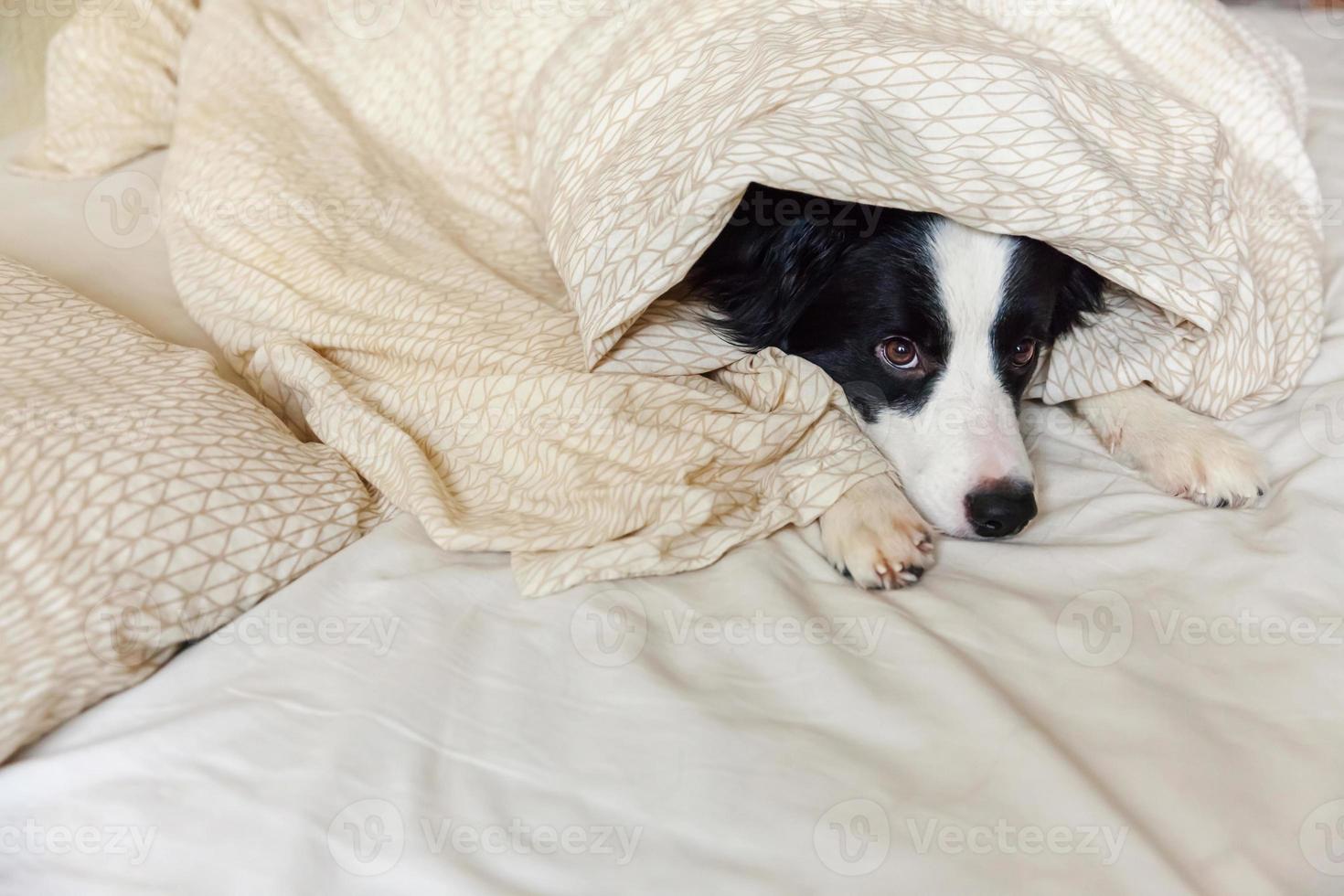 Portrait of cute smiling puppy dog border collie lay on pillow blanket in bed. Do not disturb me let me sleep. Little dog at home lying and sleeping. Pet care and funny pets animals life concept. photo