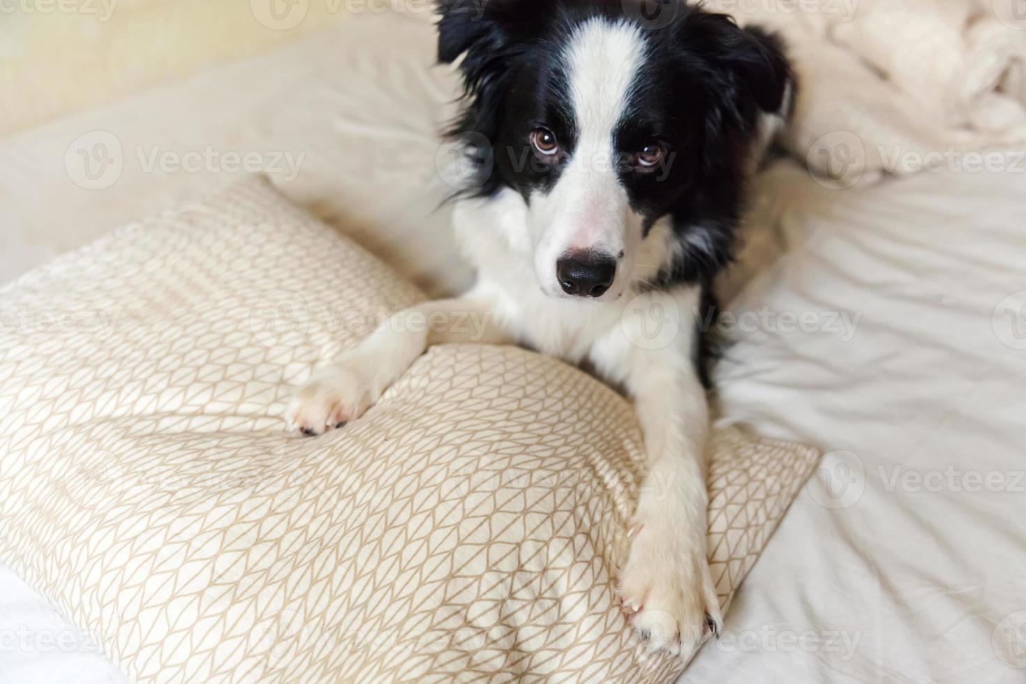 Portrait of cute smiling puppy dog border collie lay on pillow blanket in bed. Do not disturb me let me sleep. Little dog at home lying and sleeping. Pet care and funny pets animals life concept. photo