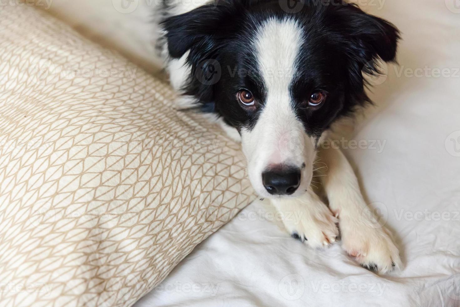 Portrait of cute smiling puppy dog border collie lay on pillow blanket in bed. Do not disturb me let me sleep. Little dog at home lying and sleeping. Pet care and funny pets animals life concept. photo