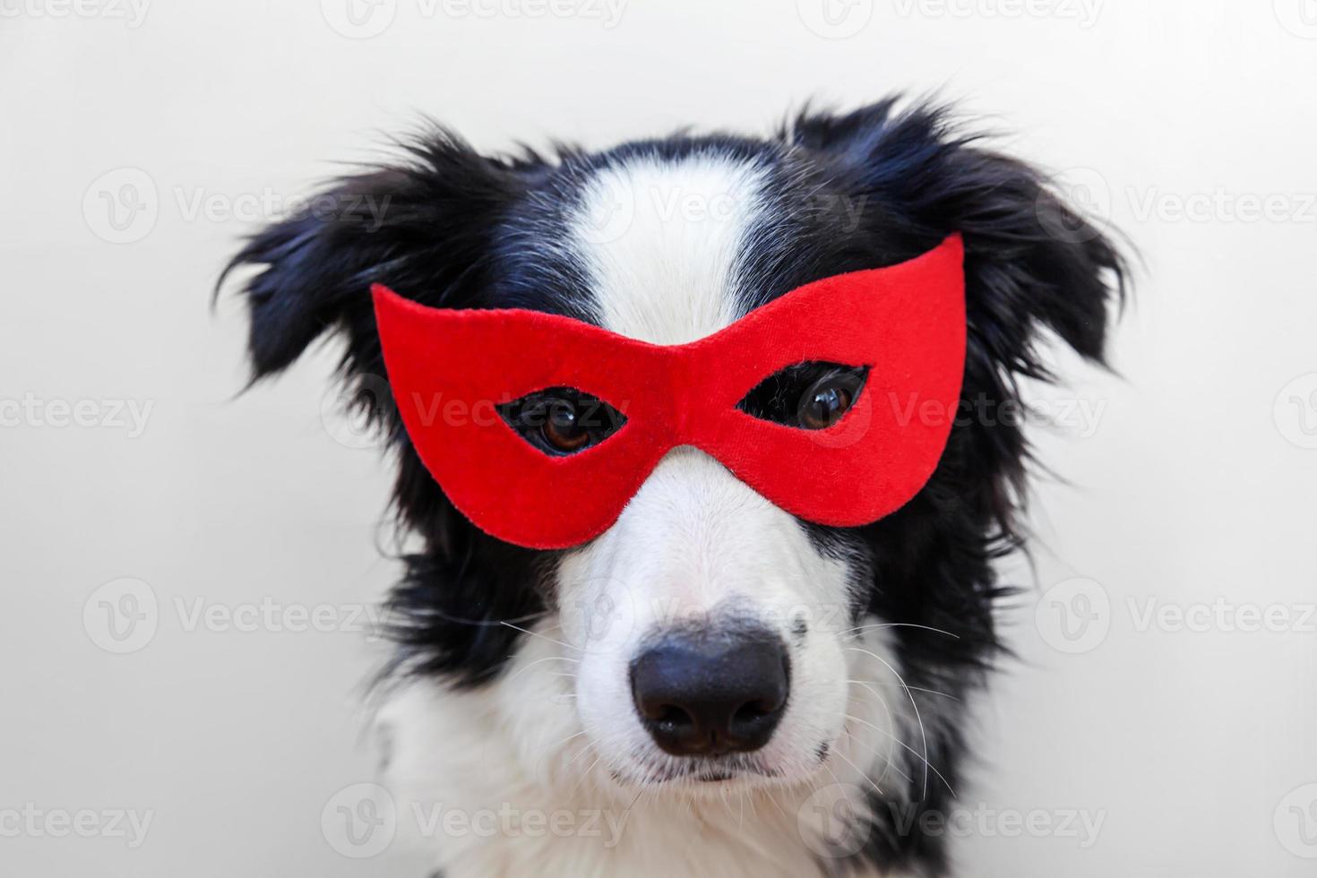 Funny studio portrait of cute smiling dog border collie in superhero costume isolated on white background. Puppy wearing red super hero mask in carnival or halloween. Justice help strenght concept. photo