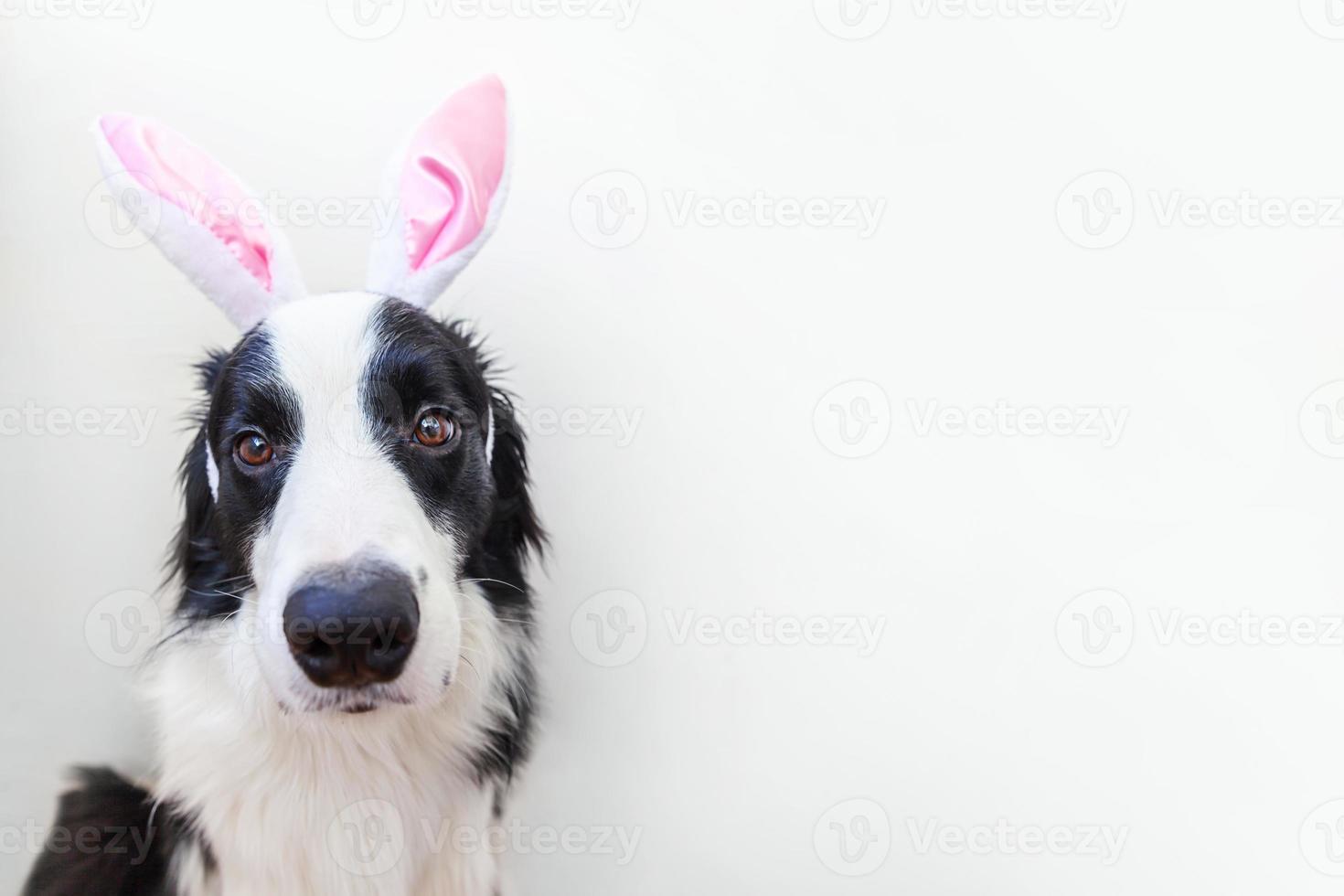 Happy Easter concept. Funny portrait of cute smiling puppy dog border collie wearing easter bunny ears isolated on white background. Preparation for holiday. Spring greeting card. photo