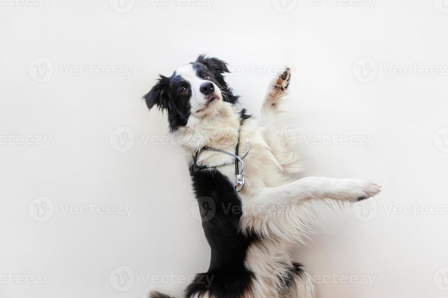 Puppy dog border collie with stethoscope isolated on white background. Little dog on reception at veterinary doctor in vet clinic. Pet health care and animals concept. photo