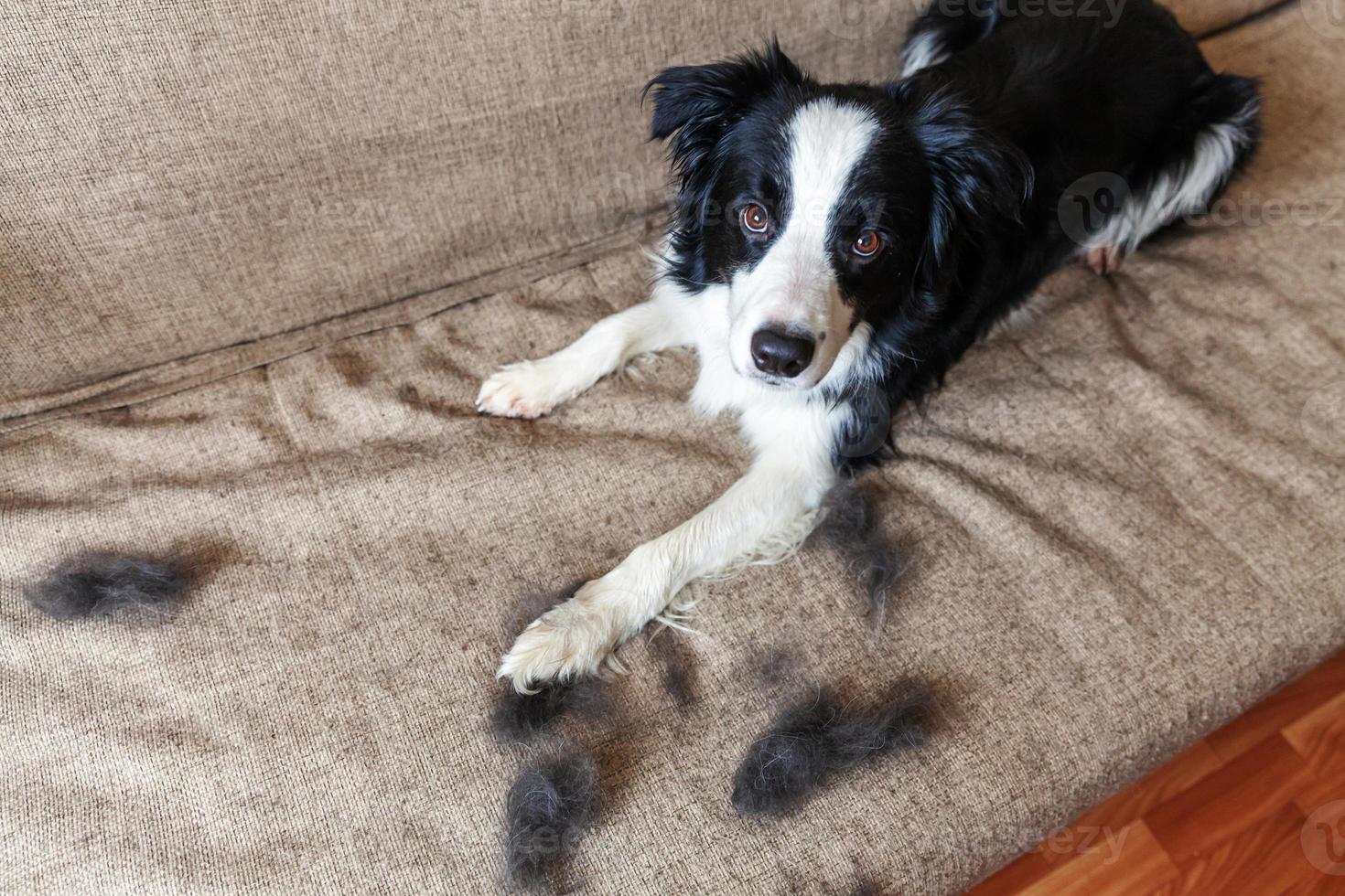 Funny portrait of cute puppy dog border collie with fur in moulting lying down on couch. Furry little dog and wool in annual spring or autumn molt at home indoor. Pet hygiene allergy grooming concept. photo